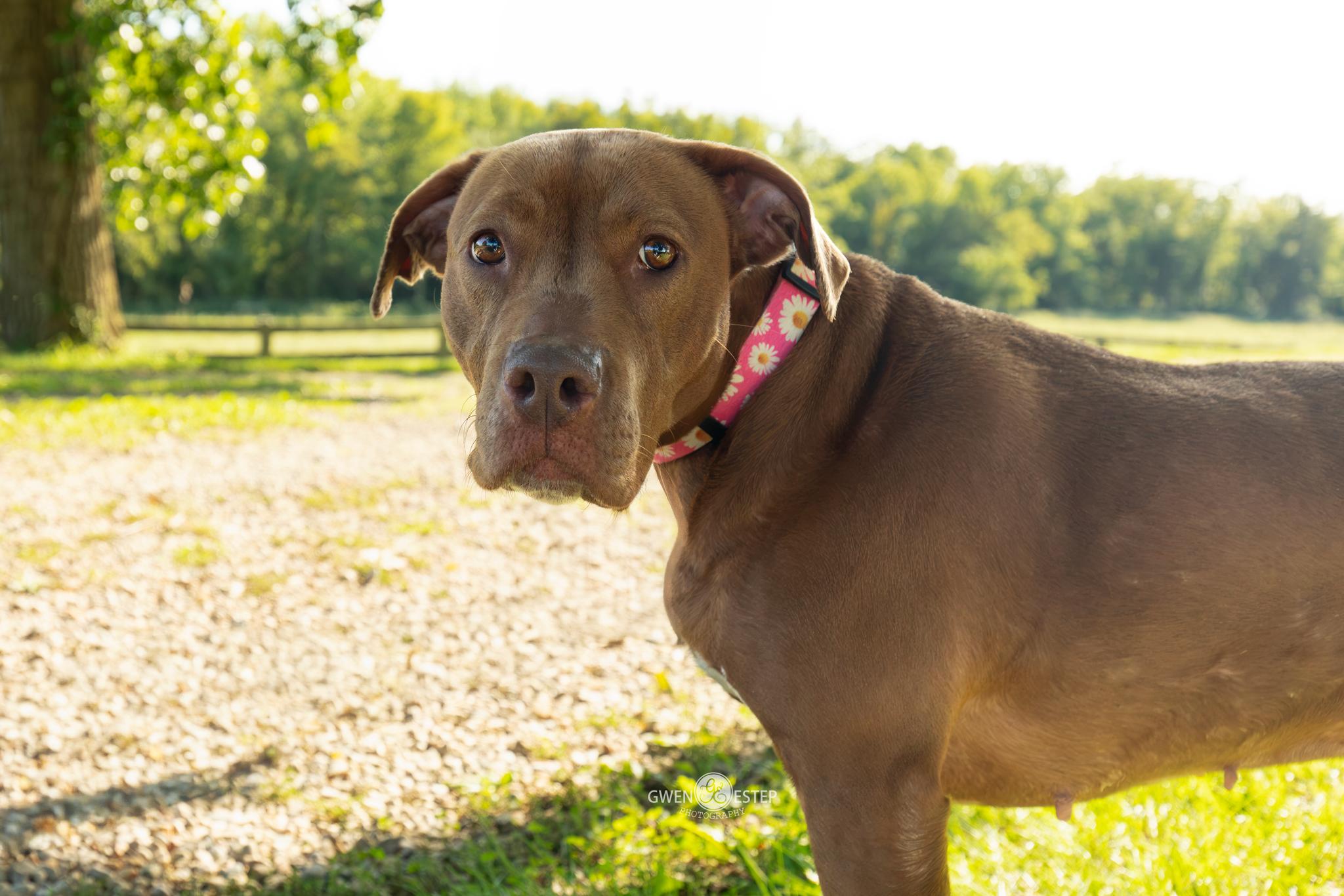 Ruby Riot, a Adoptable mixed breed in Dayton, OH image 1/6