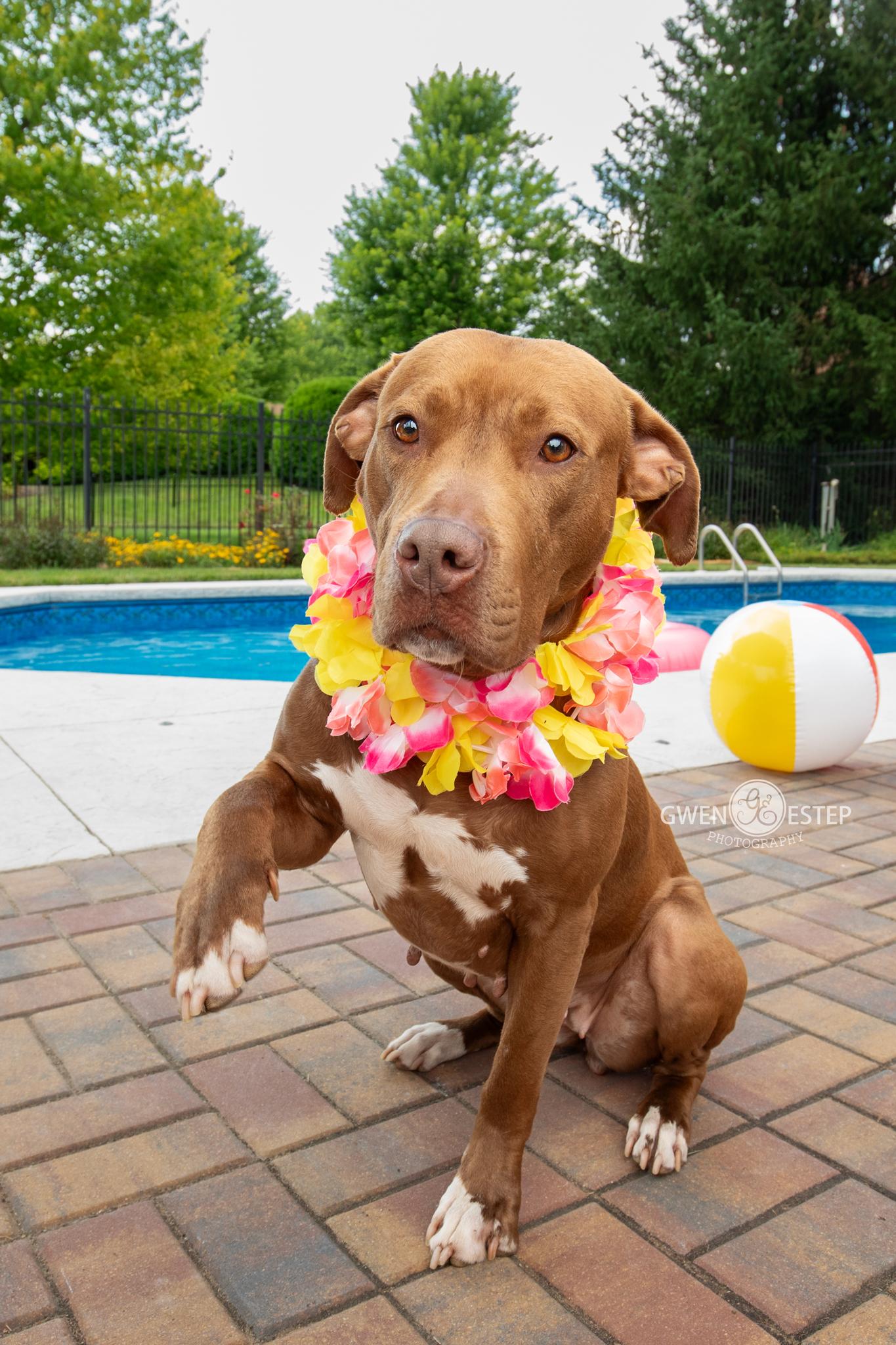 Enlarge Ruby Riot, a Adoptable mixed breed in Dayton, OH image 3/6
