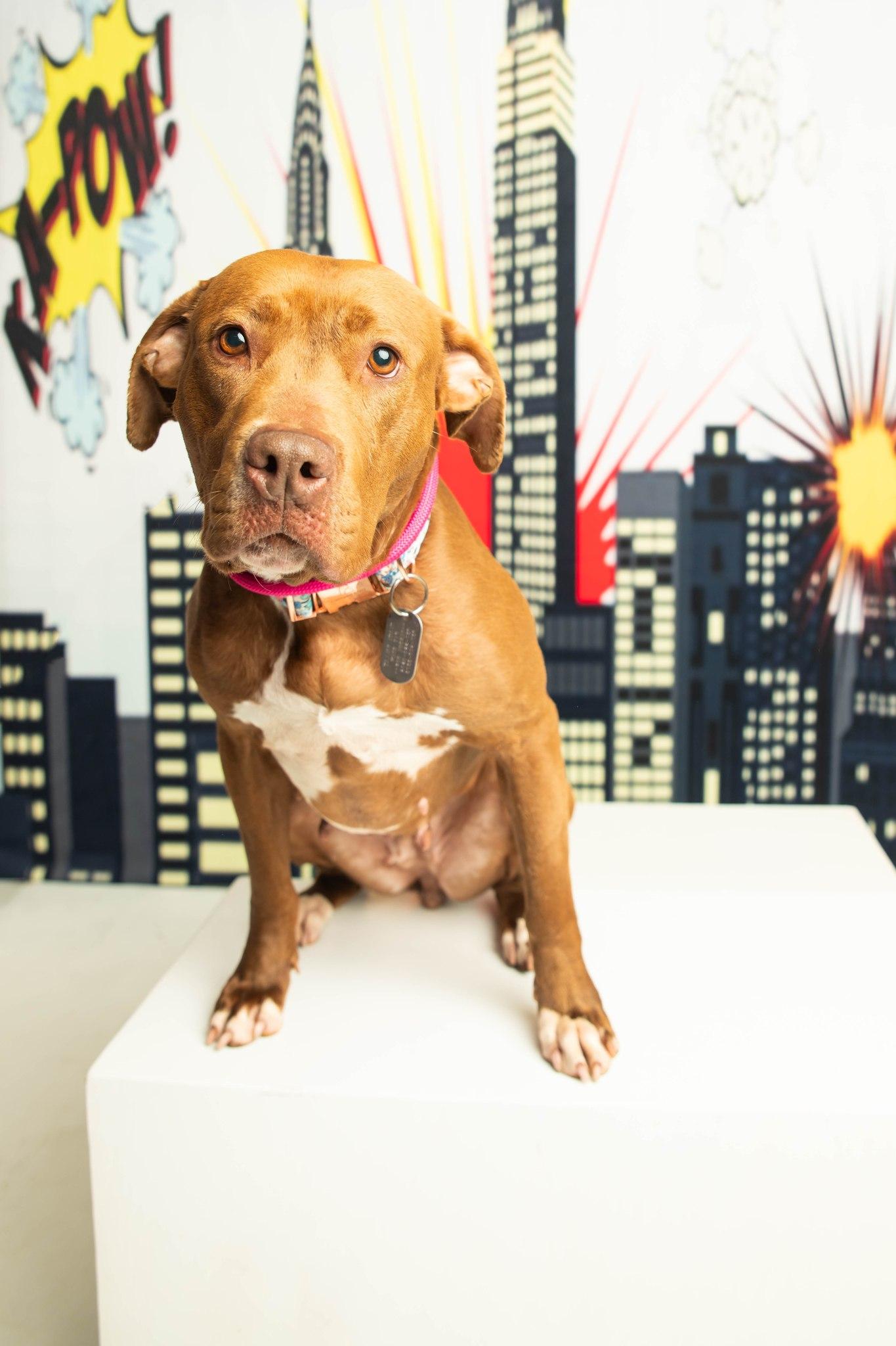 Enlarge Ruby Riot, a Adoptable mixed breed in Dayton, OH image 6/6