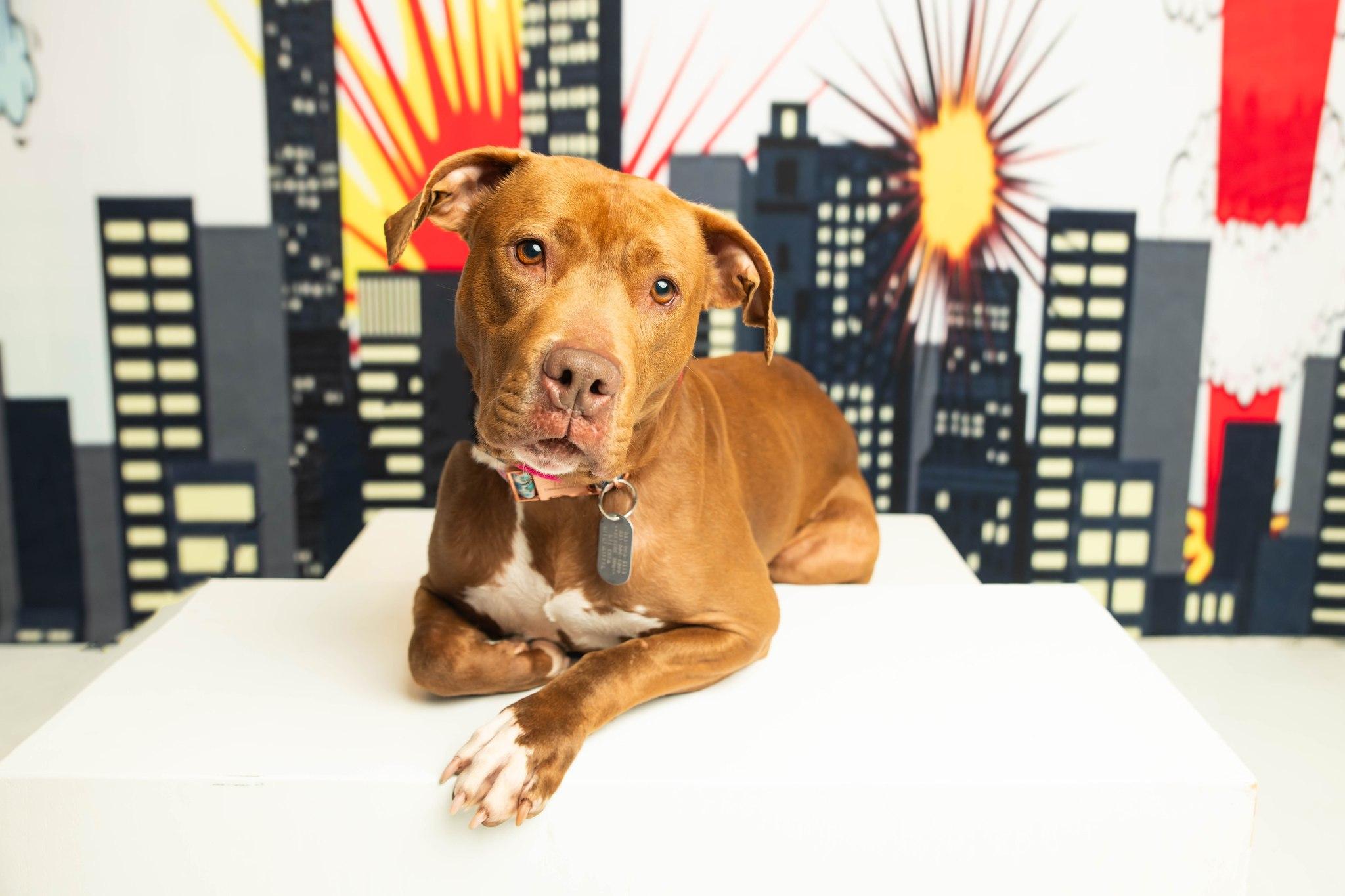 Enlarge Ruby Riot, a Adoptable mixed breed in Dayton, OH image 4/6