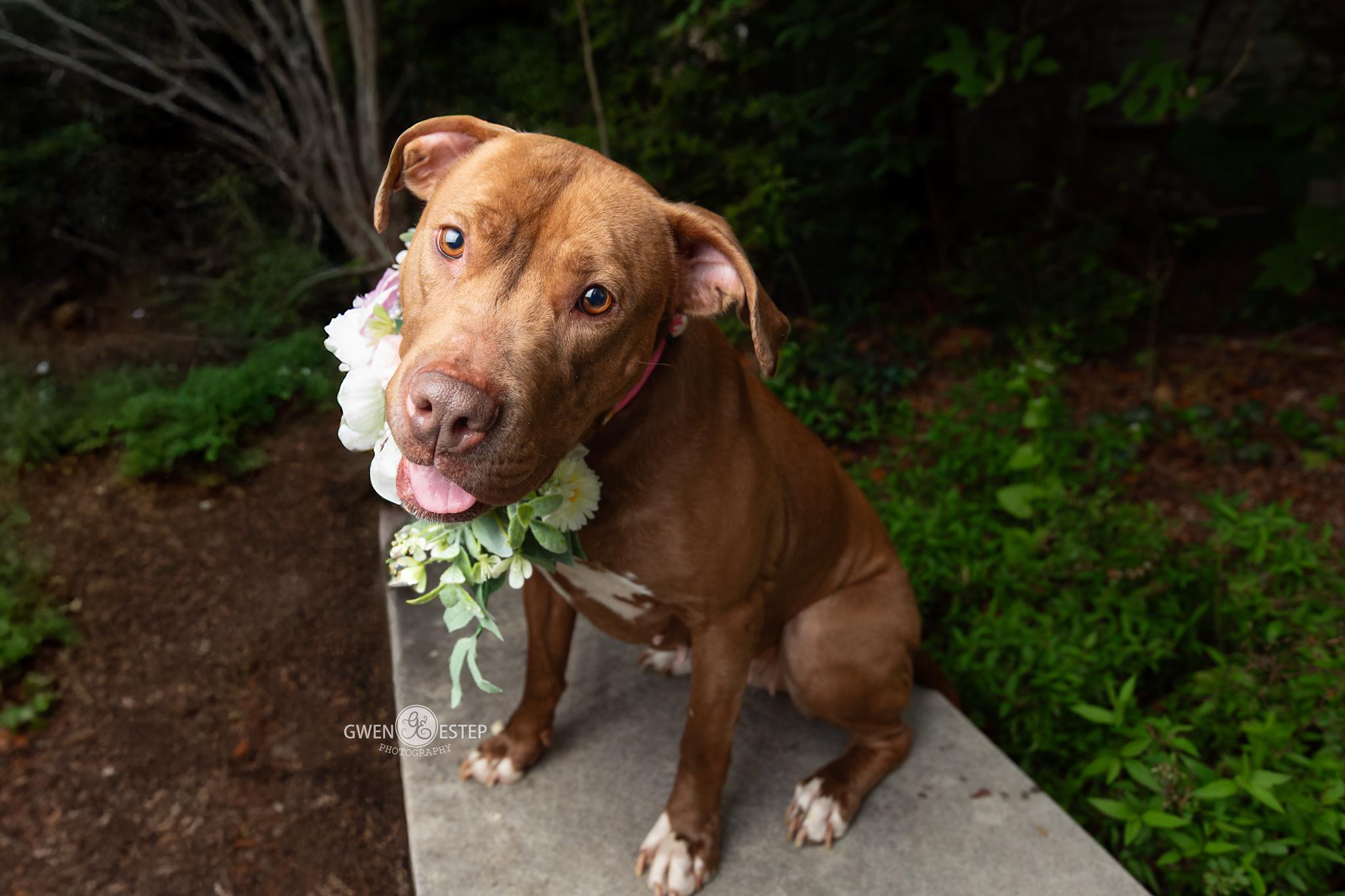 Ruby Riot, a Adoptable mixed breed in Dayton, OH image 2/6