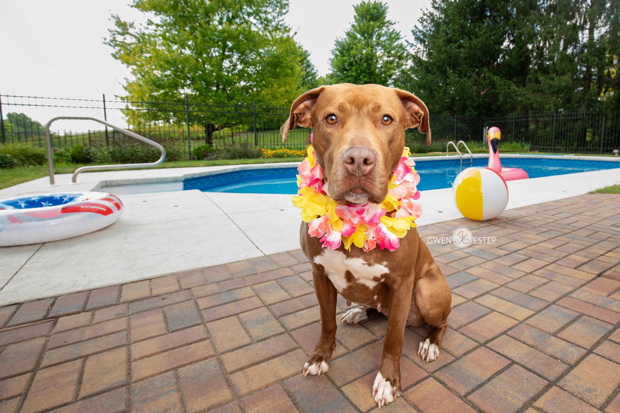 Ruby Riot, Adoptable, Adult Female Pit Bull Terrier.