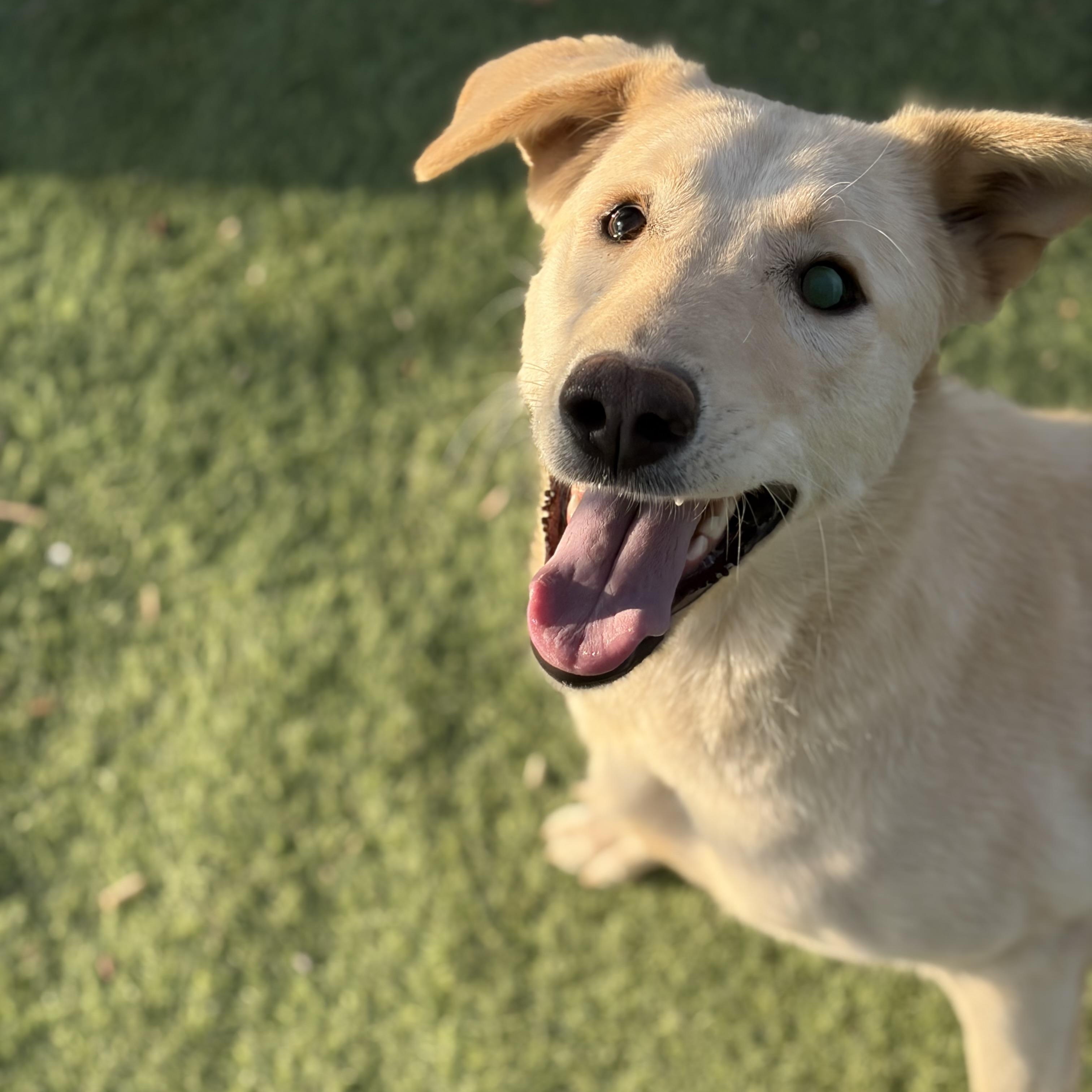 Naya, The Kindest Pup, Adoptable, Adult Female Canaan Dog.