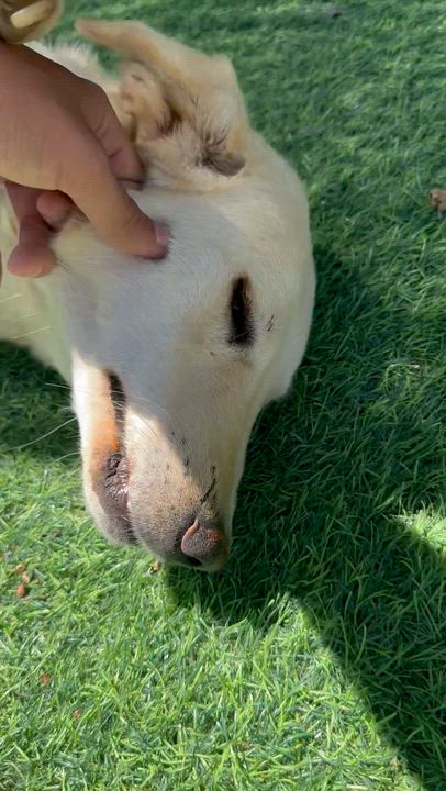 Enlarge Naya, The Kindest Pup, a Adoptable mixed breed in Somerset, NJ video 4/6