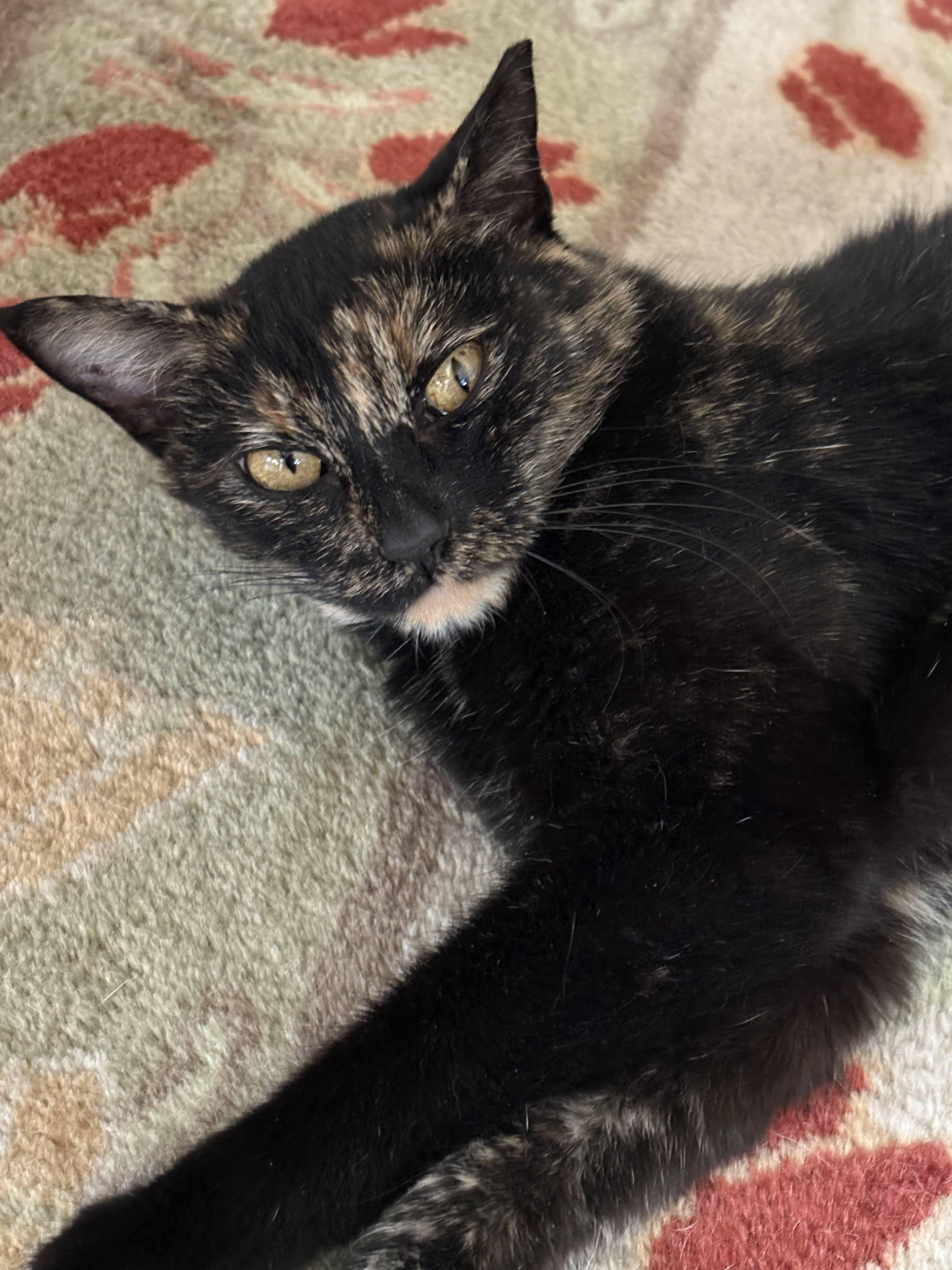 Enlarge Hazel, a Adopted mixed breed in Tulsa, OK image 4/6