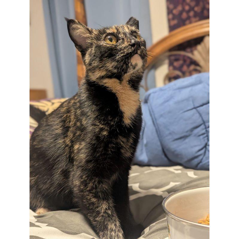 Enlarge Hazel, a Adopted mixed breed in Tulsa, OK image 2/6