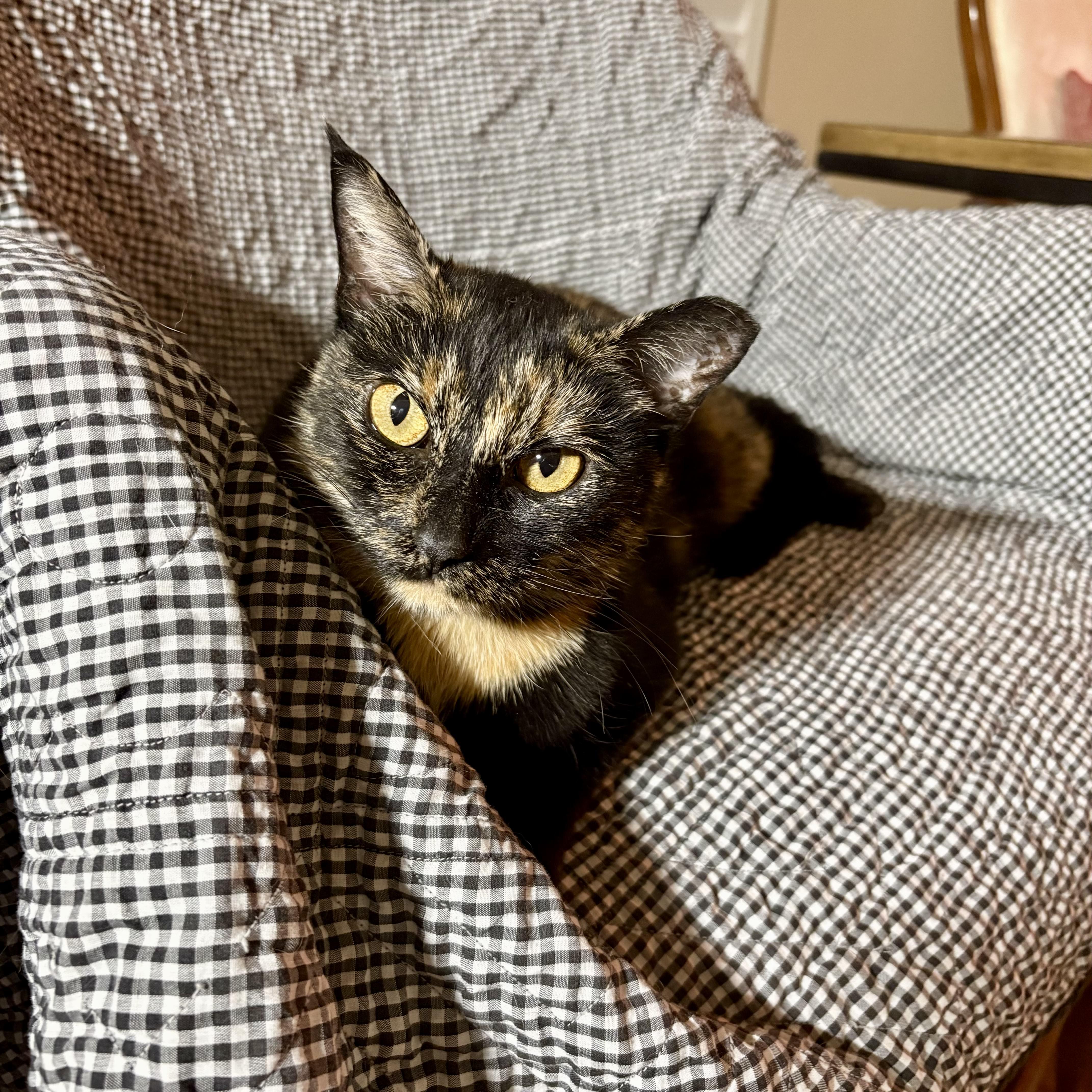 Hazel, ADOPTABLE, Adult Female Tortoiseshell & Domestic Short Hair.