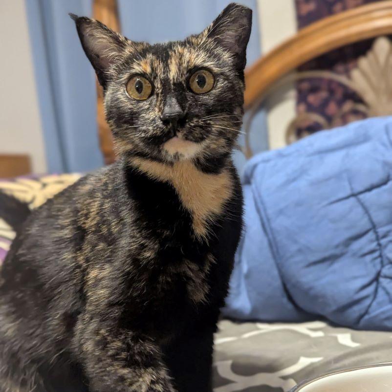 Enlarge Hazel, a Adopted mixed breed in Tulsa, OK image 3/6