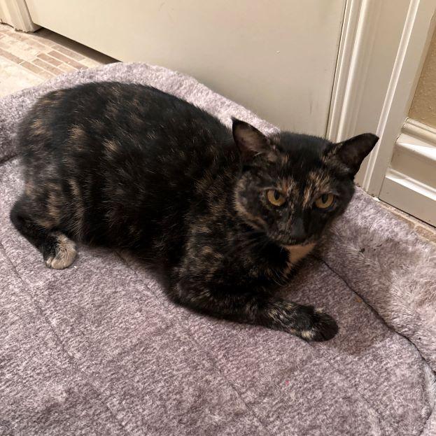 Enlarge Hazel, a Adopted mixed breed in Tulsa, OK image 6/6