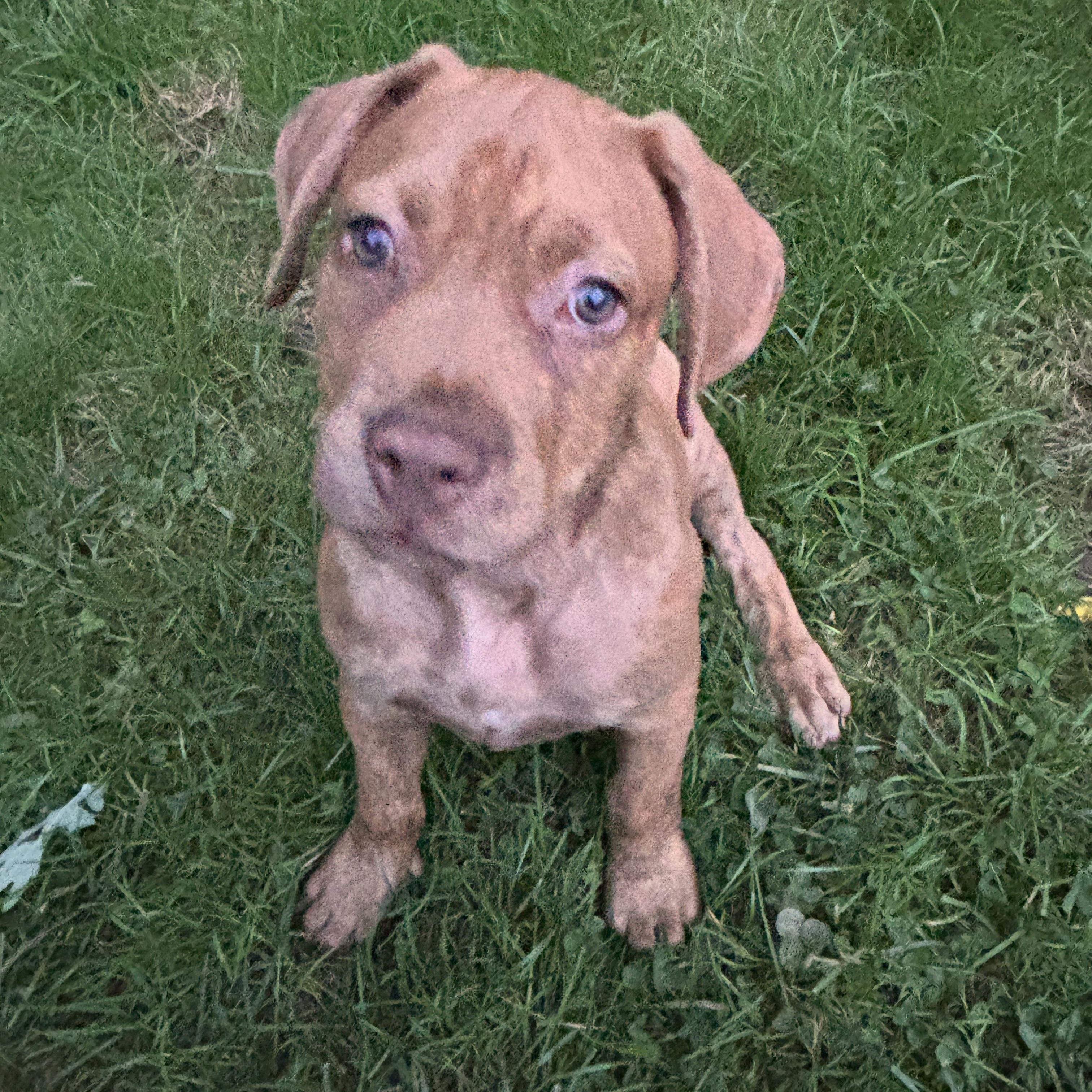 Enlarge Baby, a Adoptable mixed breed in Rock Hill, SC image 4/5