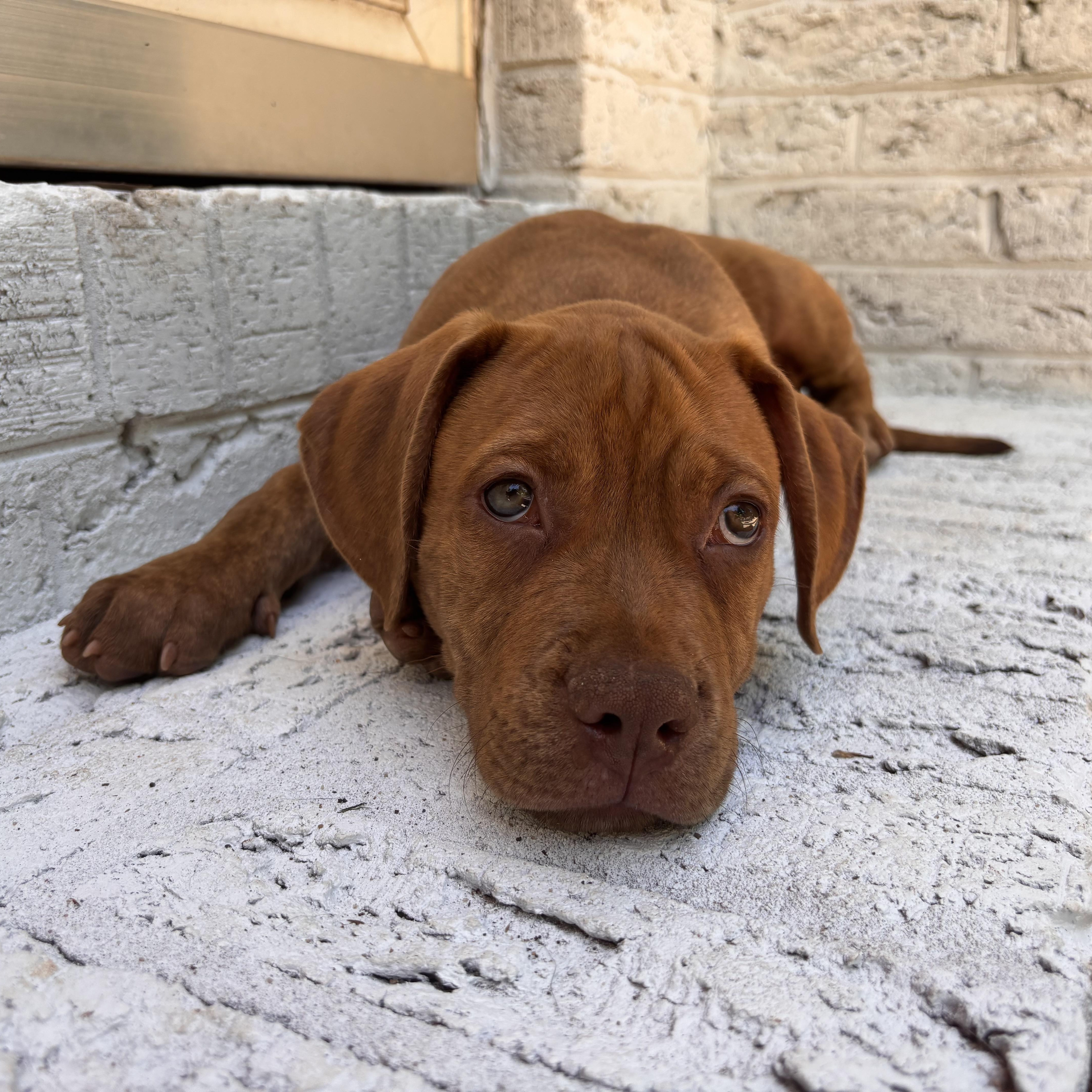 Enlarge Baby, a Adoptable mixed breed in Rock Hill, SC image 2/5