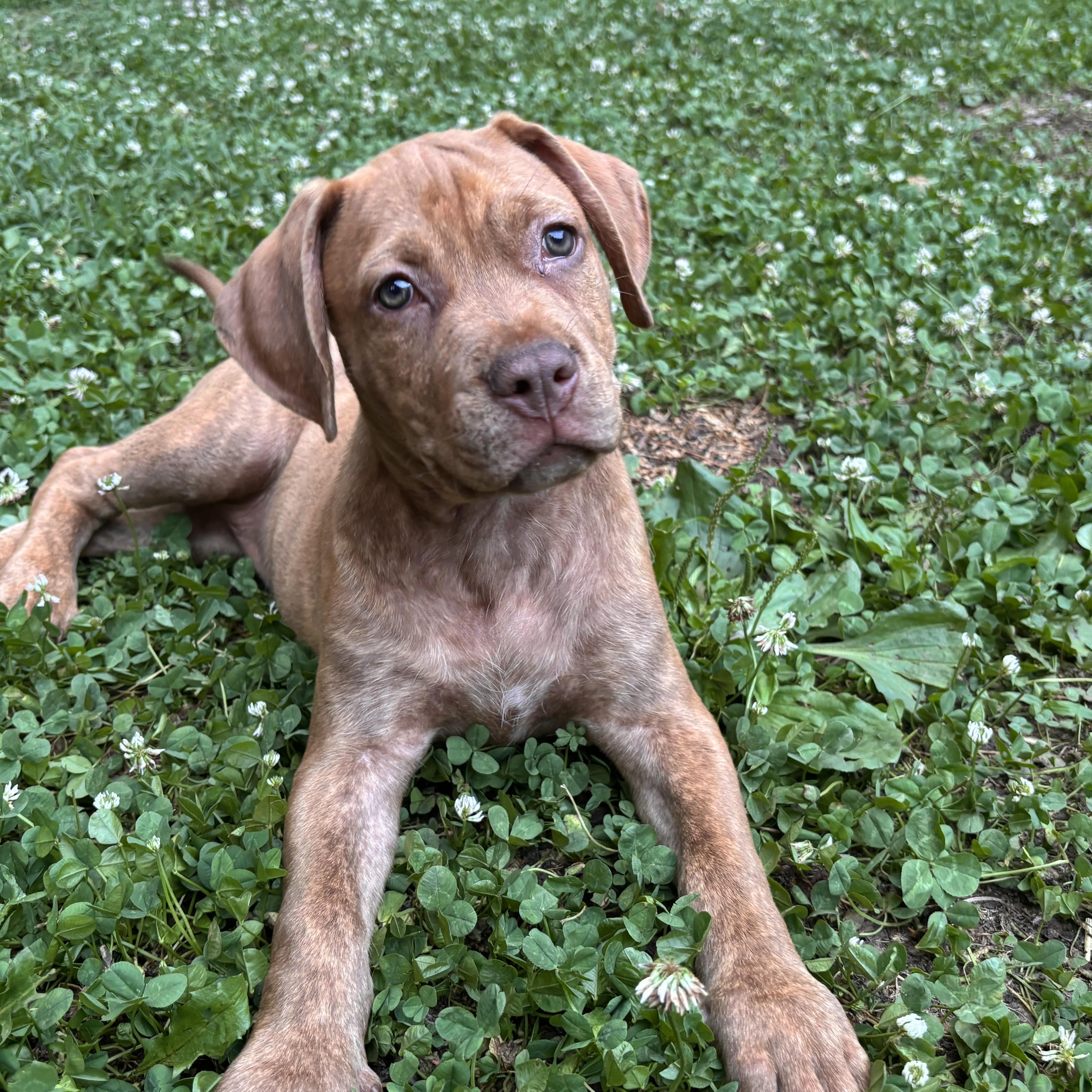 Enlarge Baby, a Adoptable mixed breed in Rock Hill, SC image 1/5
