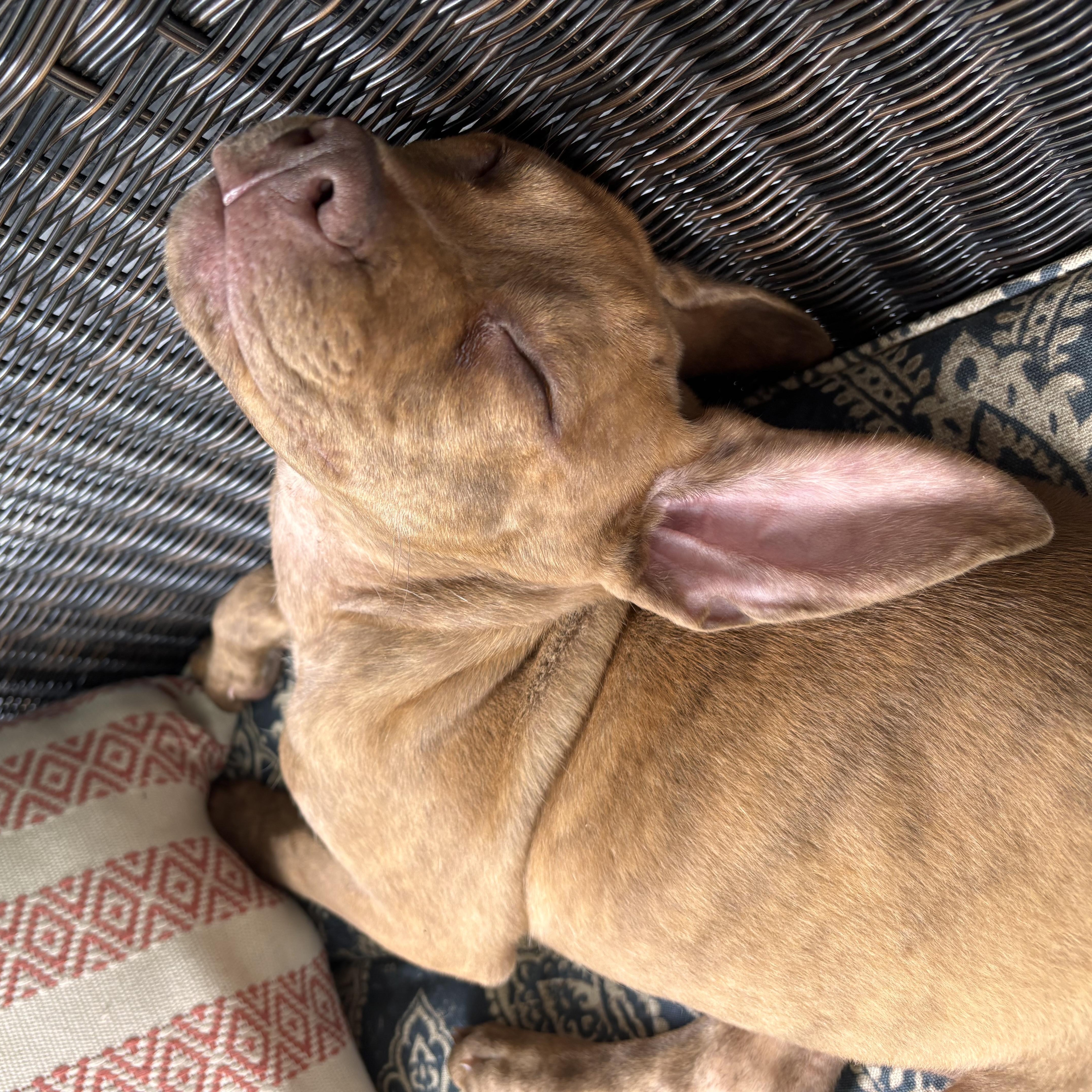 Enlarge Baby, a Adoptable mixed breed in Rock Hill, SC image 5/5