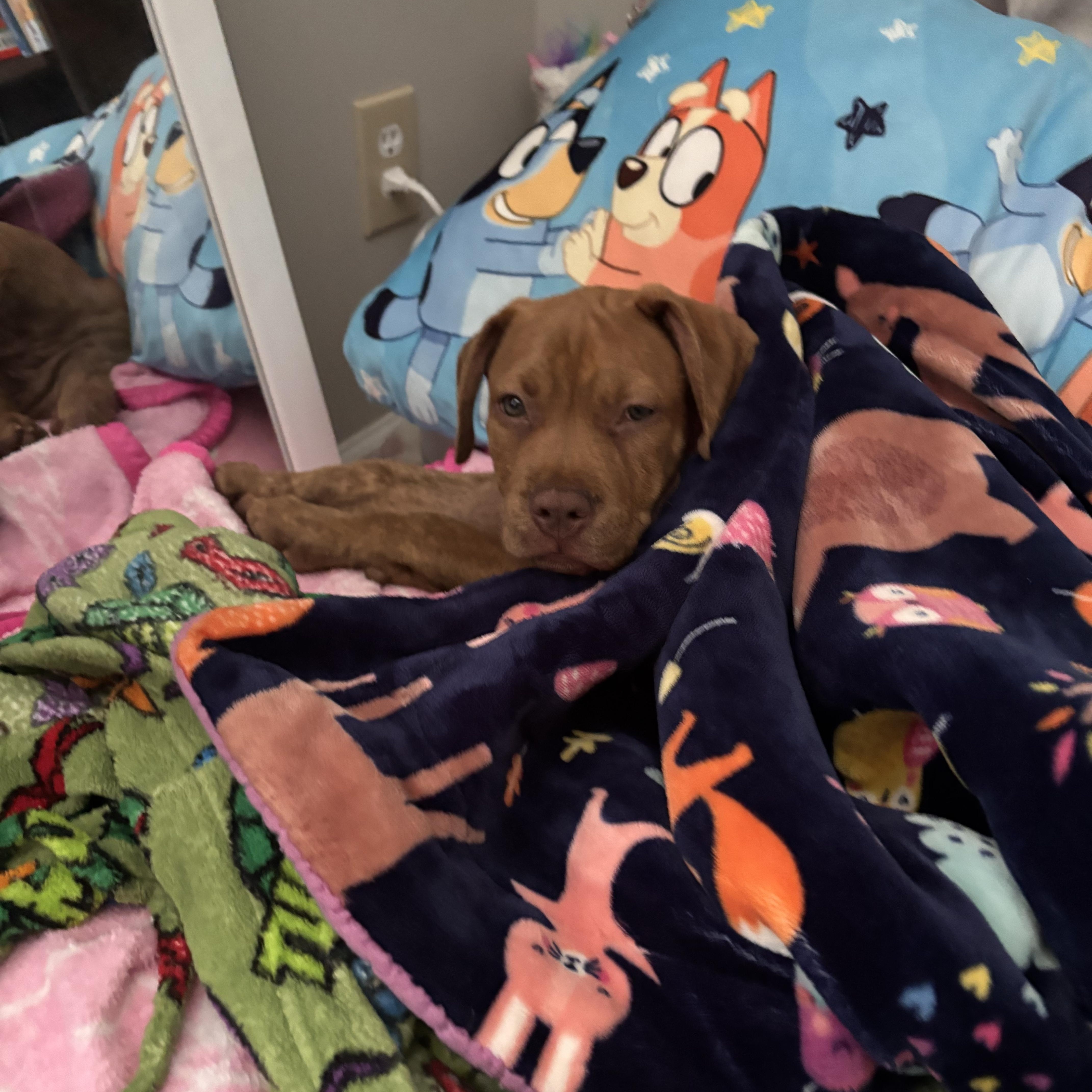 Enlarge Baby, a Adoptable mixed breed in Rock Hill, SC image 3/5