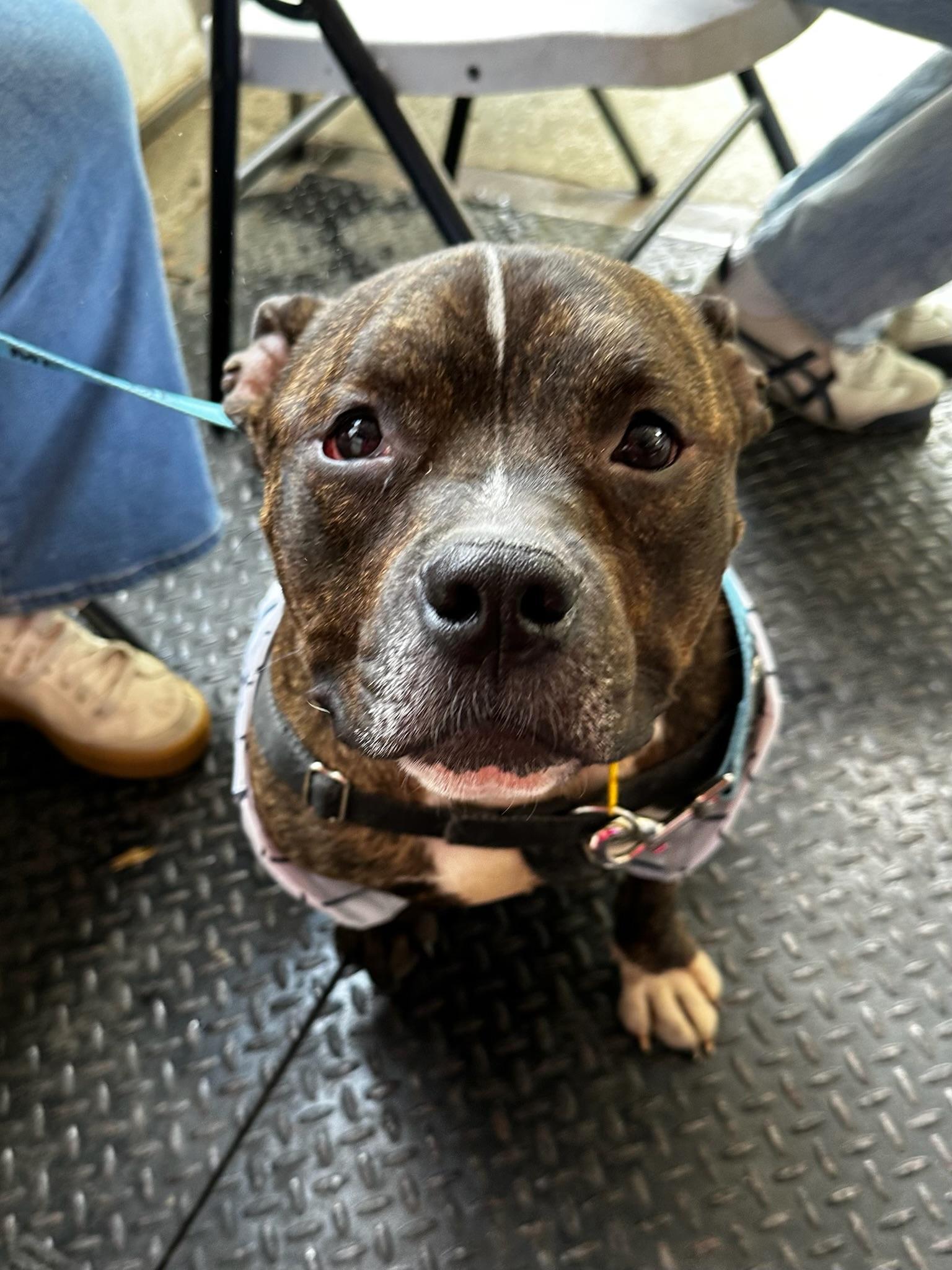 Waldo, ADOPTABLE, Adult Male Mixed Breed.