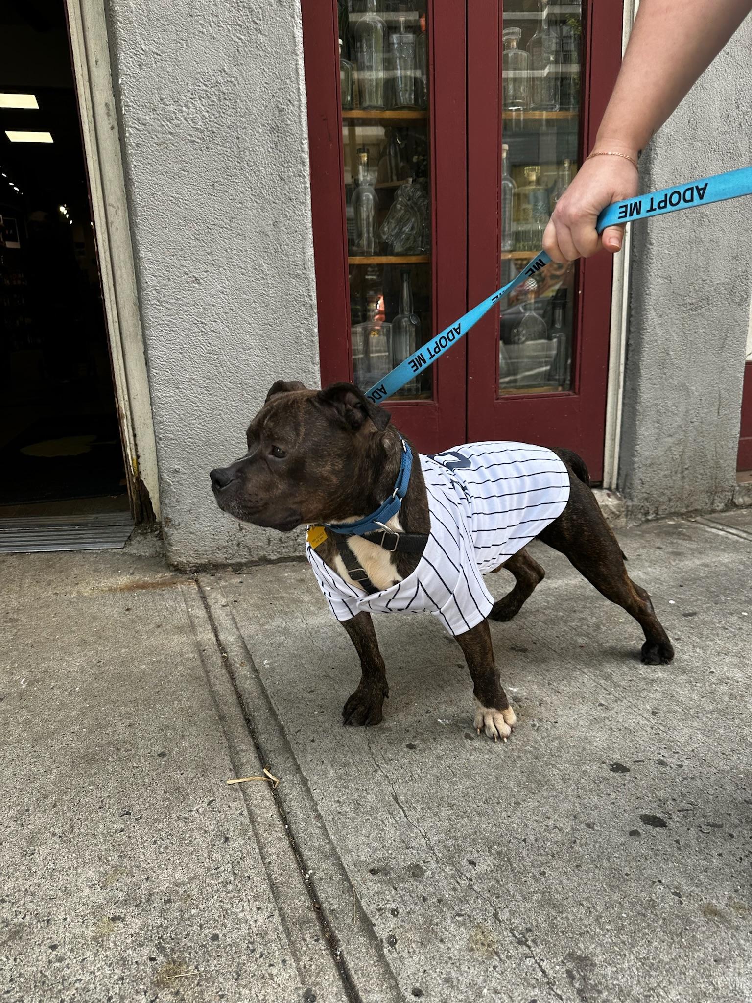 Waldo, a ADOPTABLE mixed breed in New York, NY image 2/6
