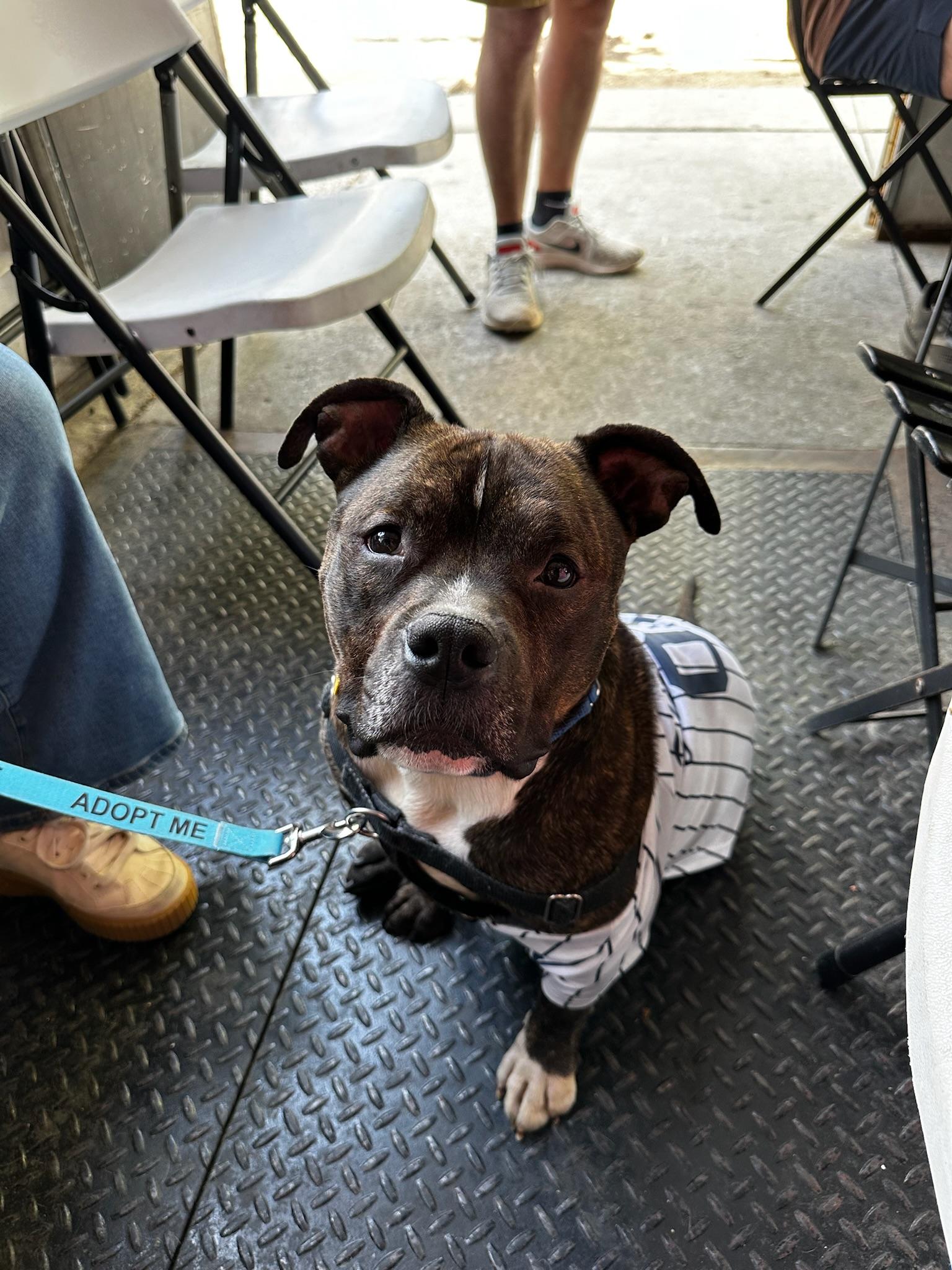 Waldo, a ADOPTABLE mixed breed in New York, NY image 6/6