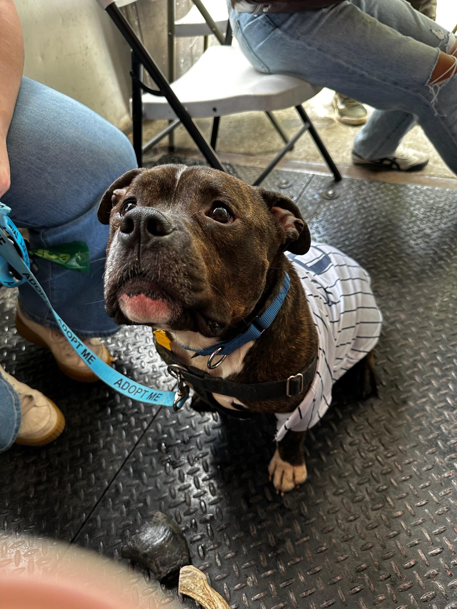 Waldo, a ADOPTABLE mixed breed in New York, NY image 3/6