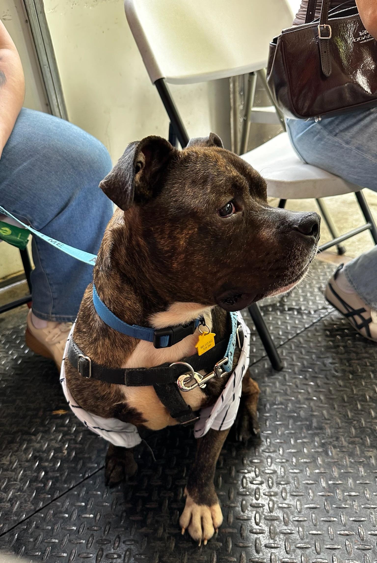 Waldo, a ADOPTABLE mixed breed in New York, NY image 4/6