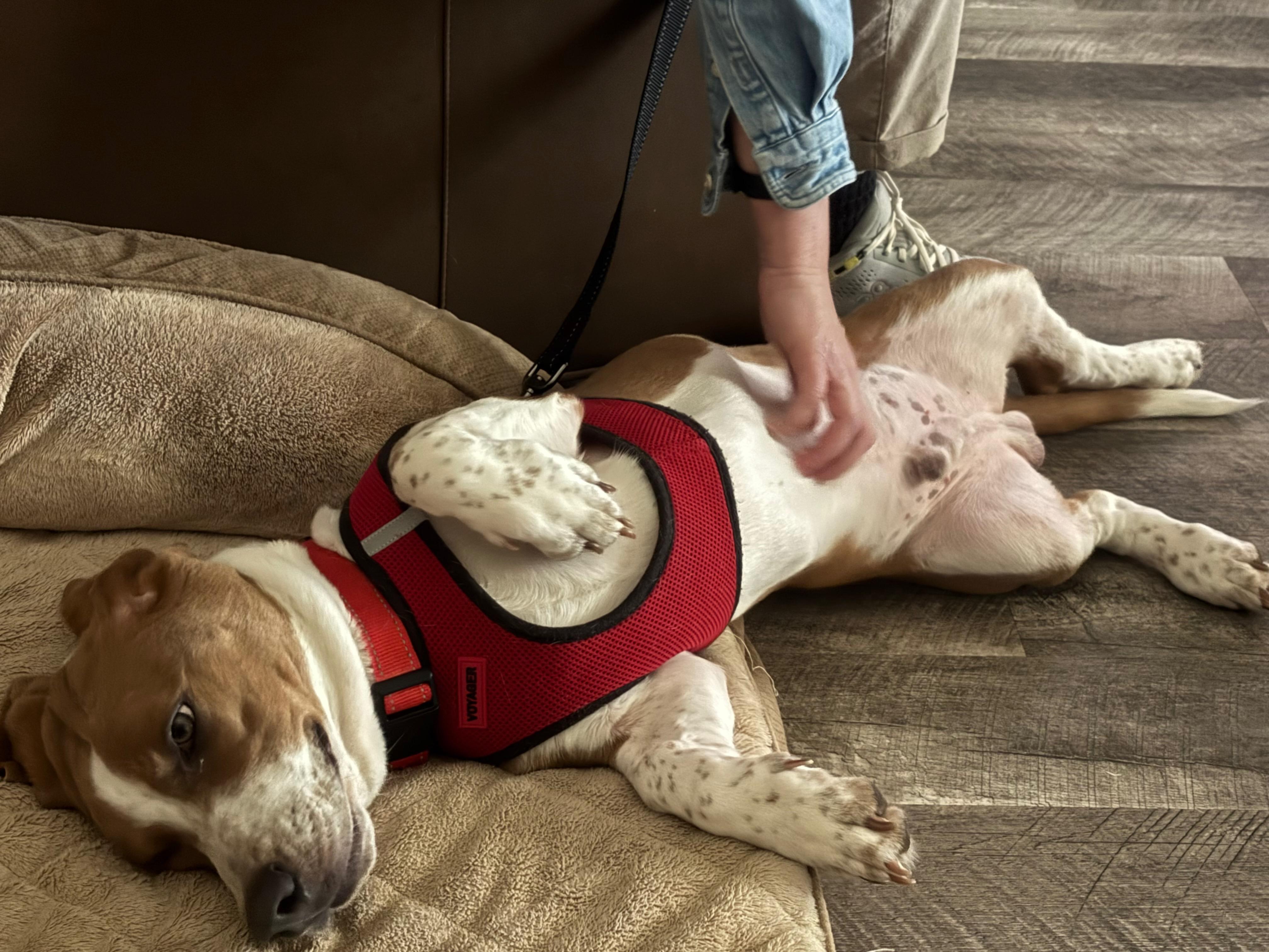 Enlarge Earnhardt, a ADOPTABLE mixed breed in Columbia, SC image 3/6