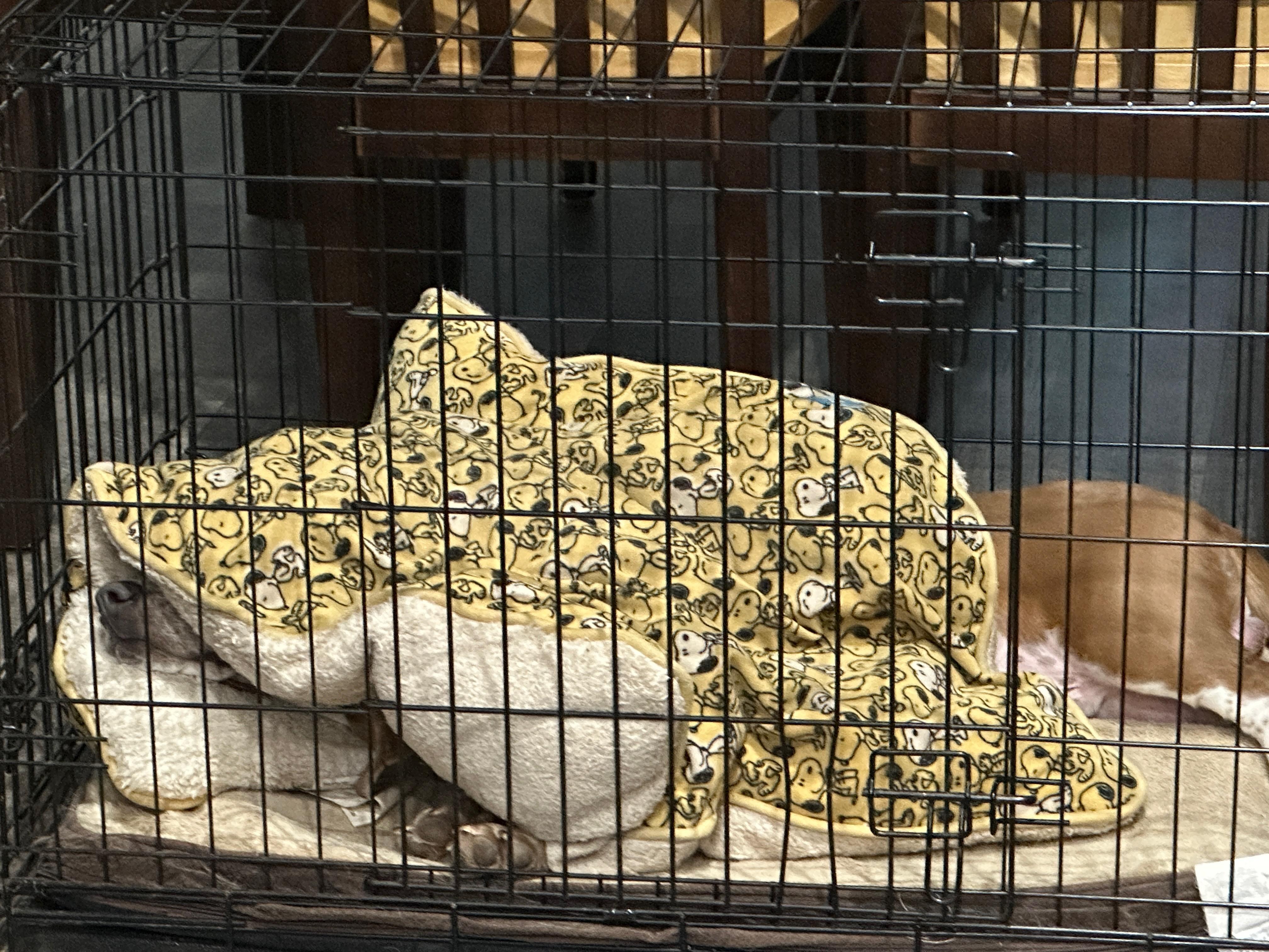 Enlarge Earnhardt, a ADOPTABLE mixed breed in Columbia, SC image 4/6