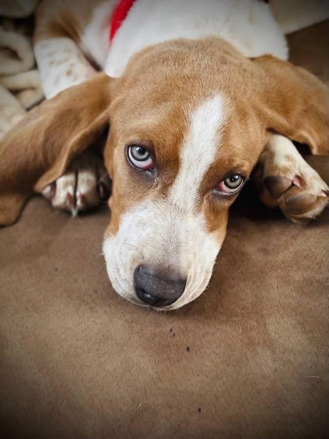 Enlarge Earnhardt, a ADOPTABLE mixed breed in Columbia, SC image 5/6