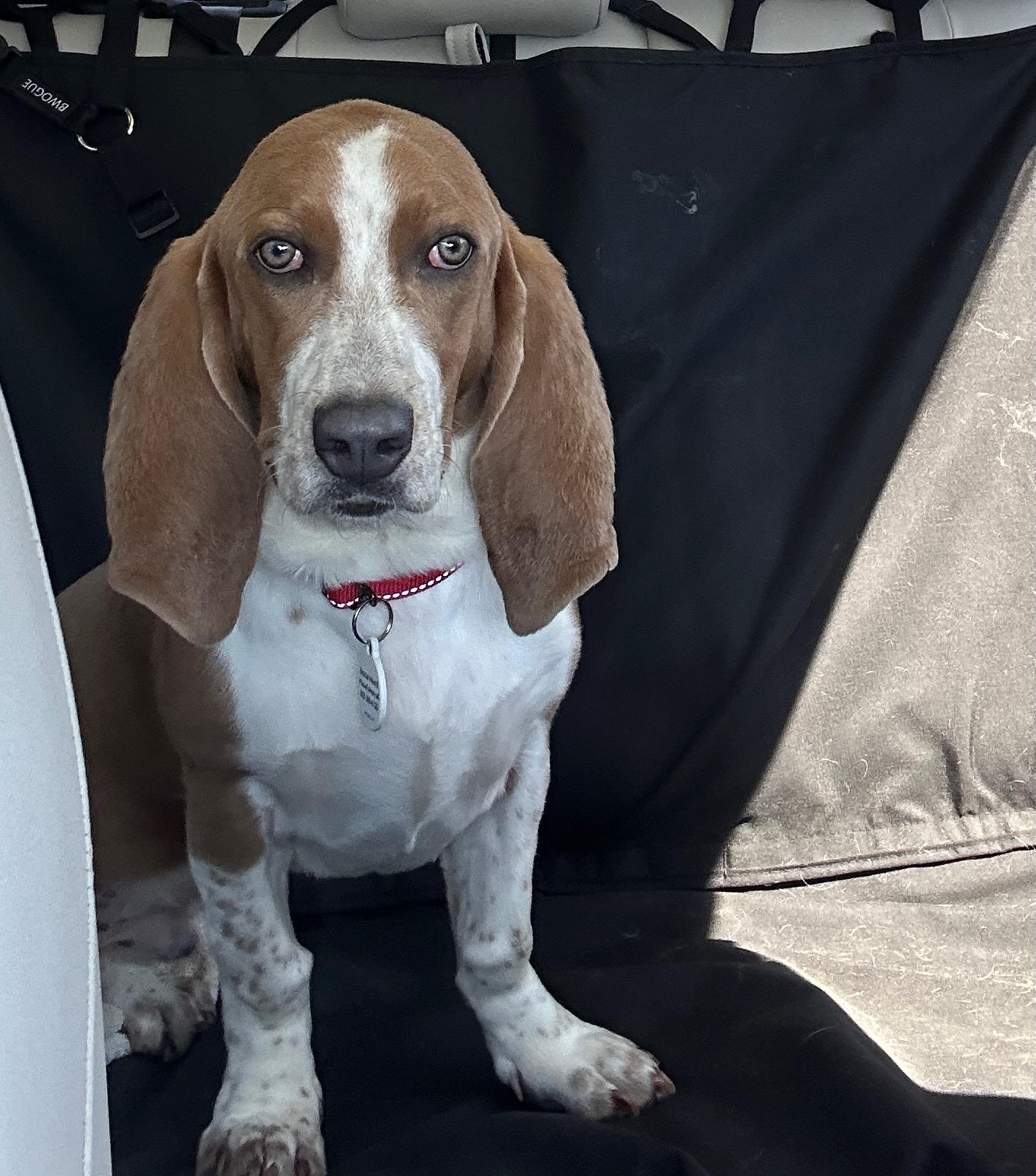 Enlarge Earnhardt, a ADOPTABLE mixed breed in Columbia, SC image 6/6