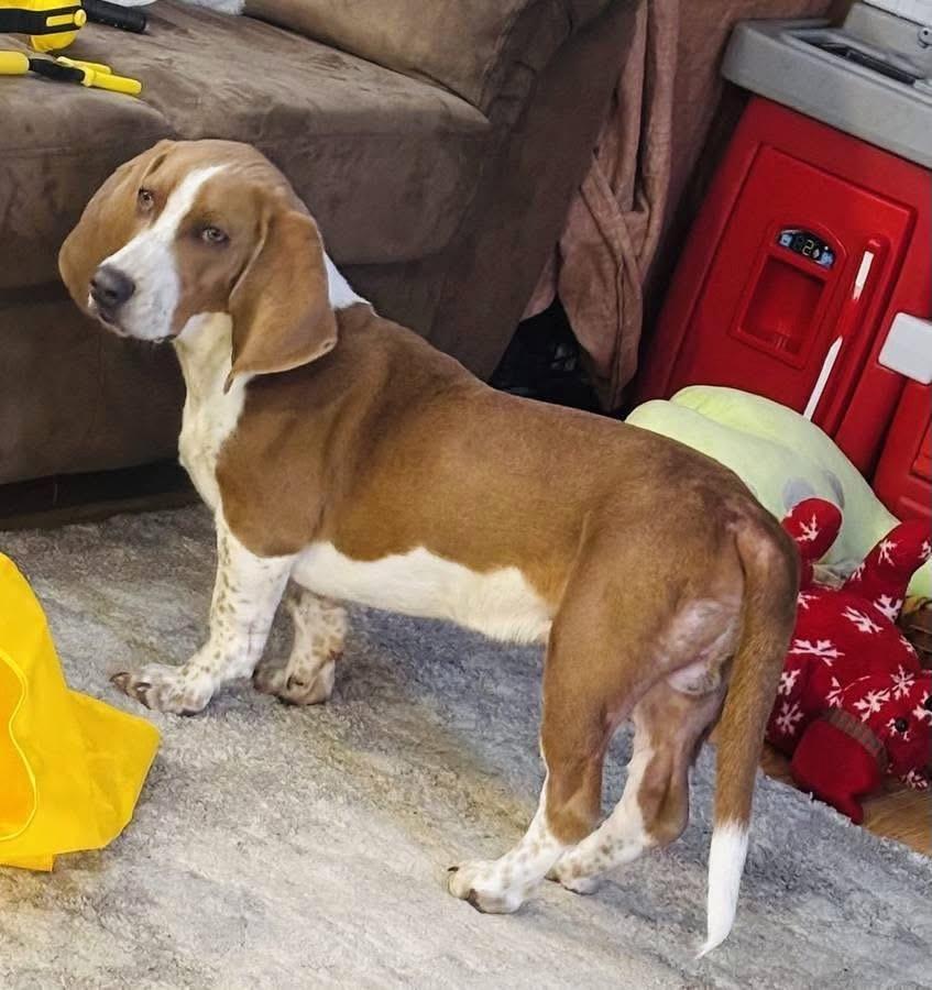 Enlarge Earnhardt, a ADOPTABLE mixed breed in Columbia, SC image 2/6