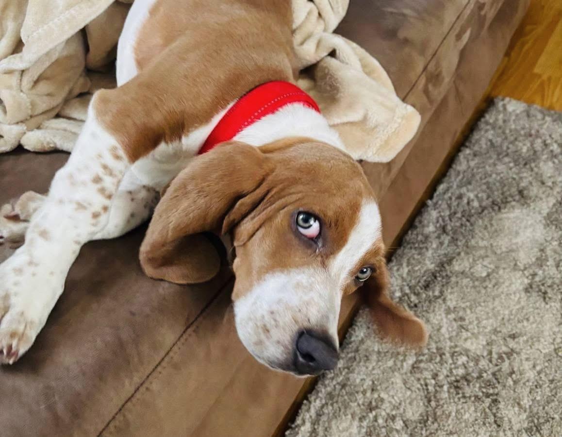 Earnhardt, ADOPTABLE, Puppy Male Basset Hound & Beagle.