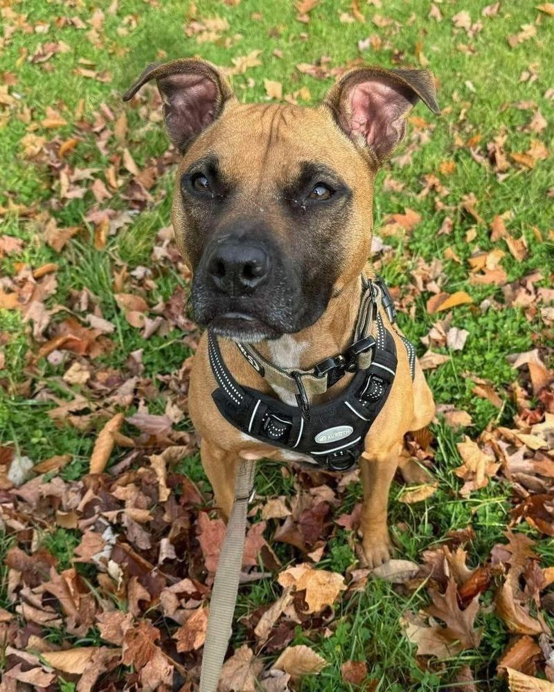 Sadie, Adoptable, Adult Female Boxer & Pit Bull Terrier.