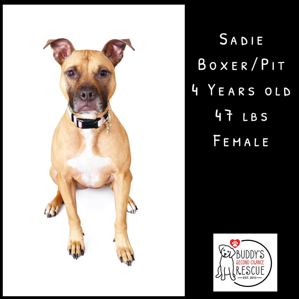 Enlarge Sadie, a Adoptable mixed breed in Amherst, NY image 2/6