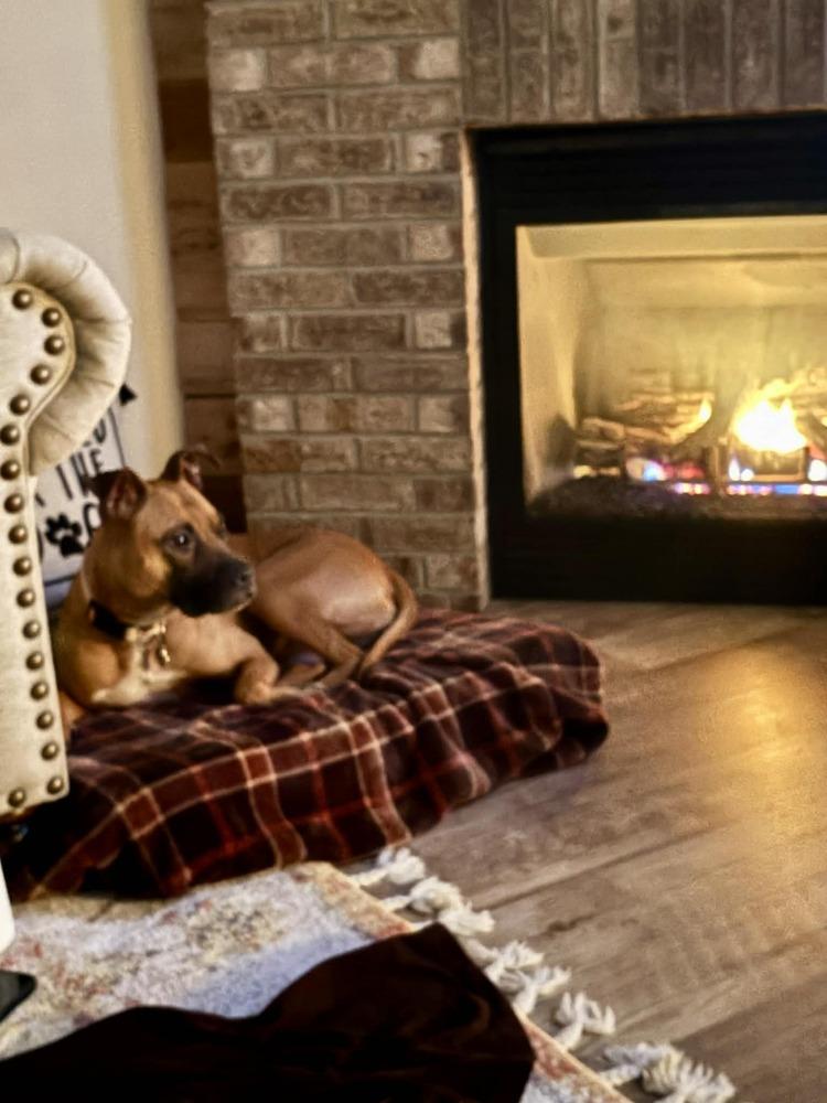 Enlarge Sadie, a Adoptable mixed breed in Amherst, NY image 3/6