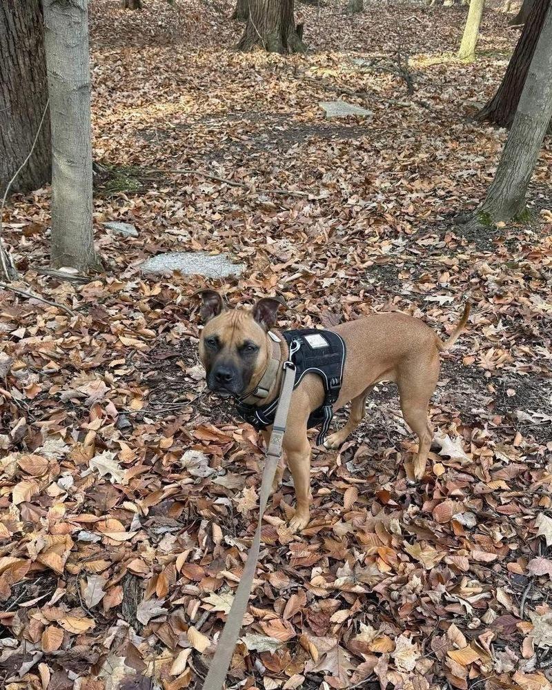 Enlarge Sadie, a Adoptable mixed breed in Amherst, NY image 4/6
