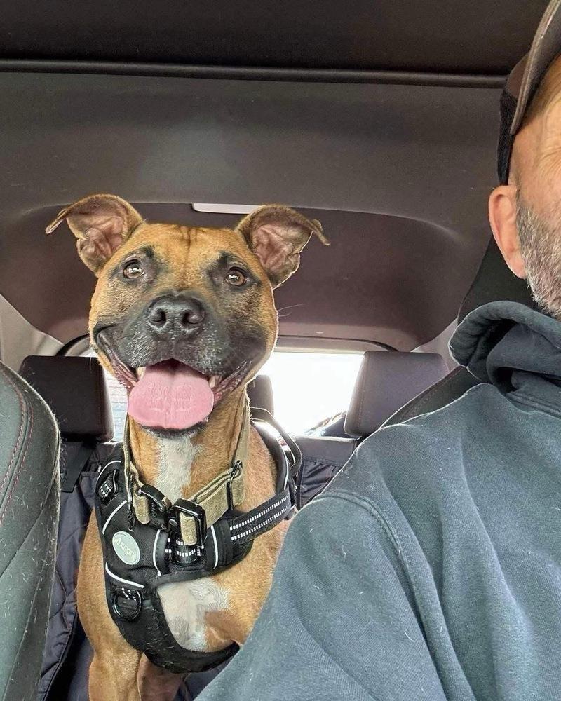 Enlarge Sadie, a Adoptable mixed breed in Amherst, NY image 5/6