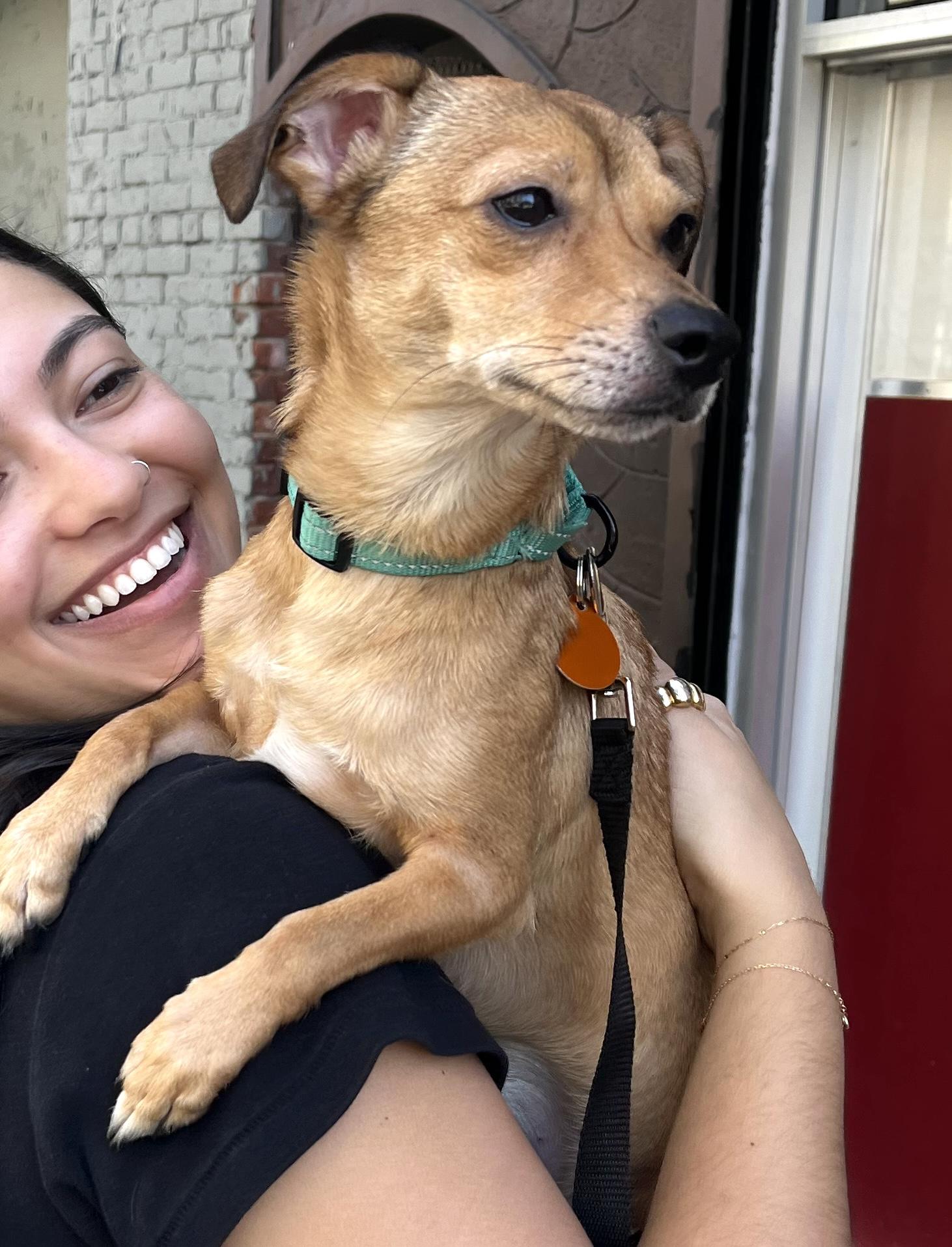 Enlarge Bubba, a Adoptable mixed breed in Brooklyn, NY image 6/6