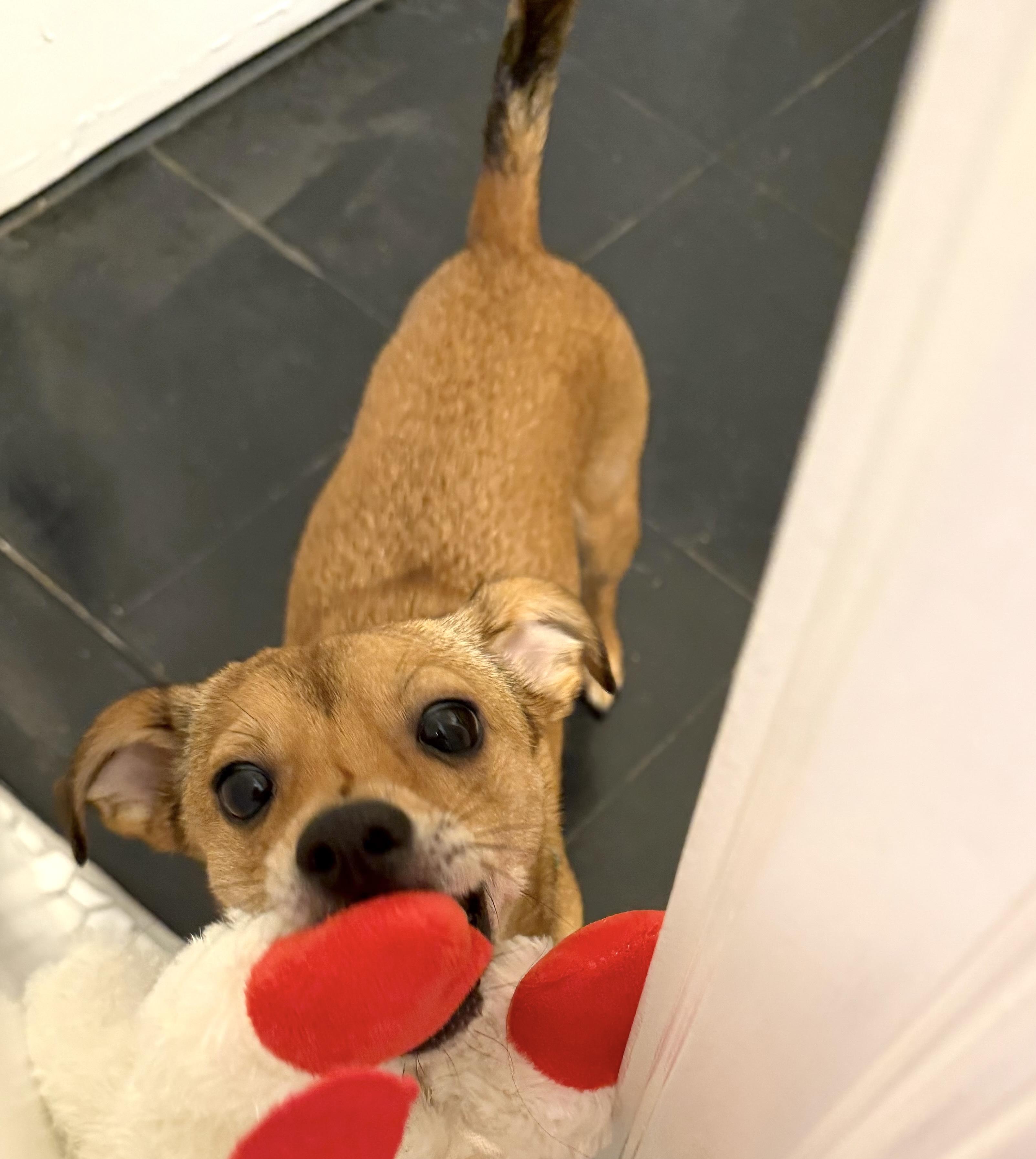 Enlarge Bubba, a Adoptable mixed breed in Brooklyn, NY image 2/6