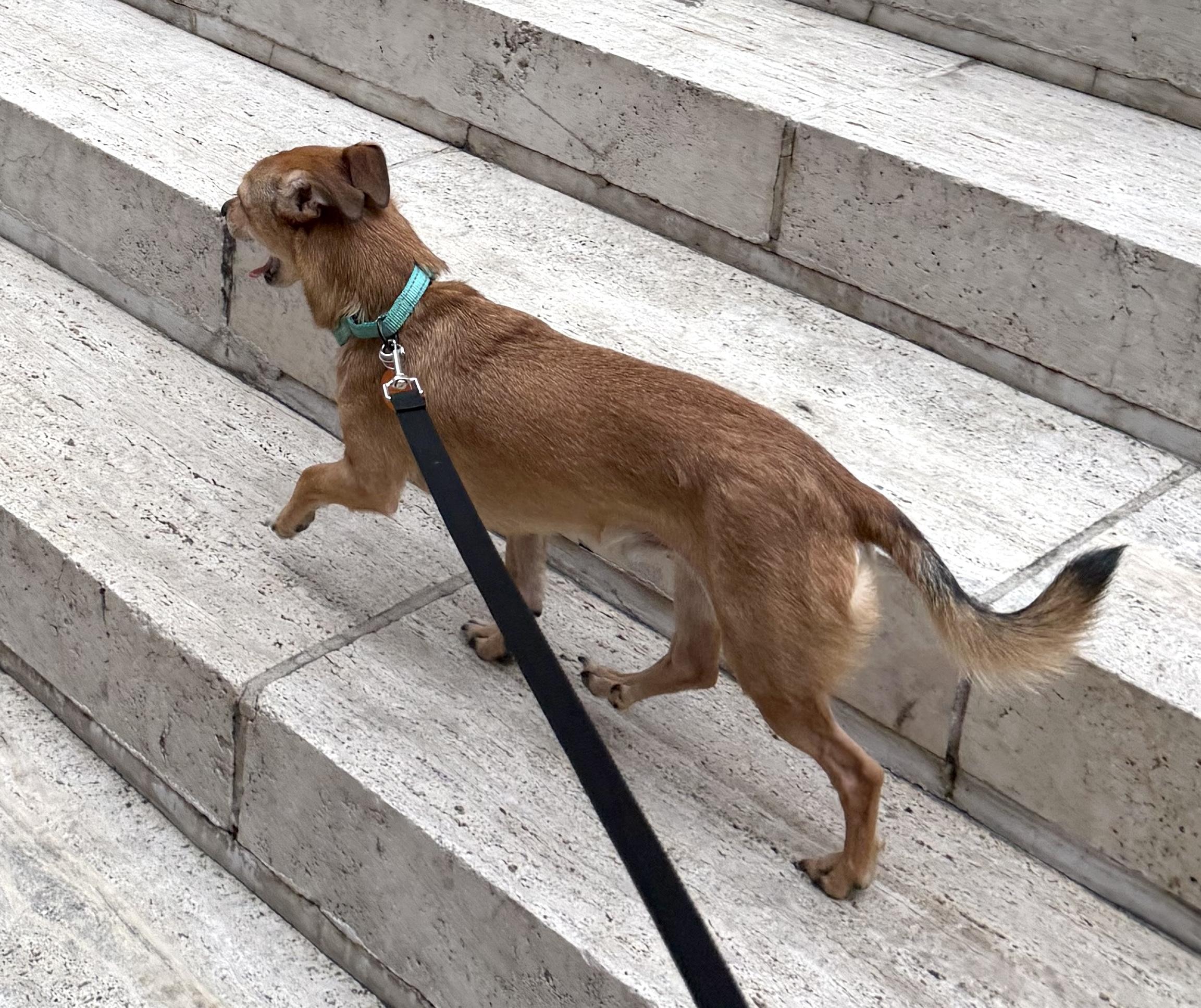 Enlarge Bubba, a Adoptable mixed breed in Brooklyn, NY image 4/6