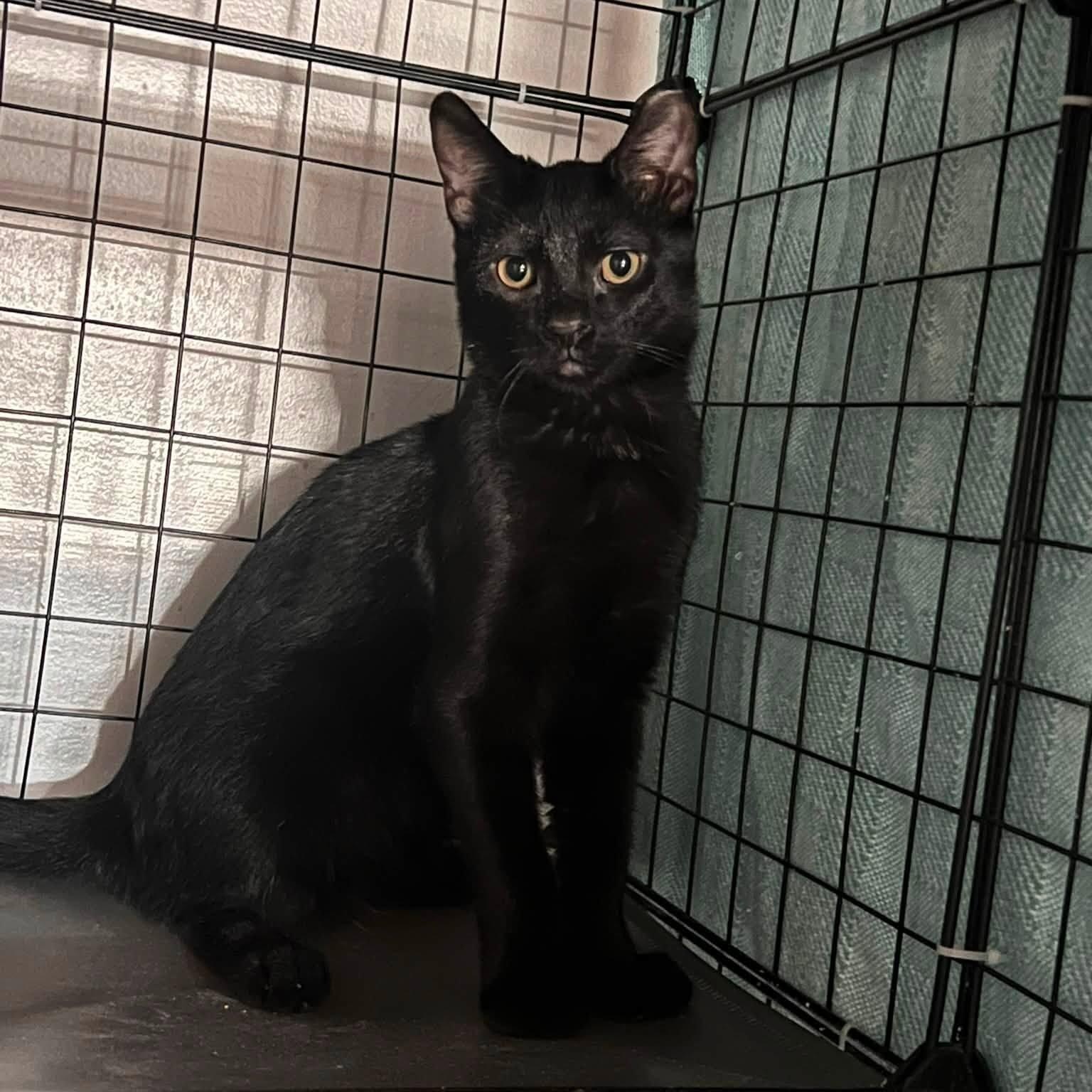 Enlarge Mr. Lizzo, a Adopted Domestic Short Hair in Cleveland, OH image 2/4