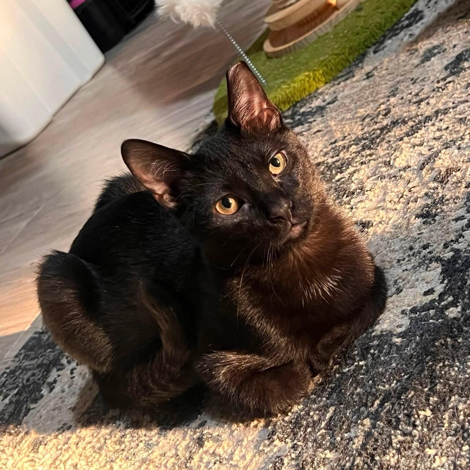 Enlarge Mr. Lizzo, a Adopted Domestic Short Hair in Cleveland, OH image 1/4