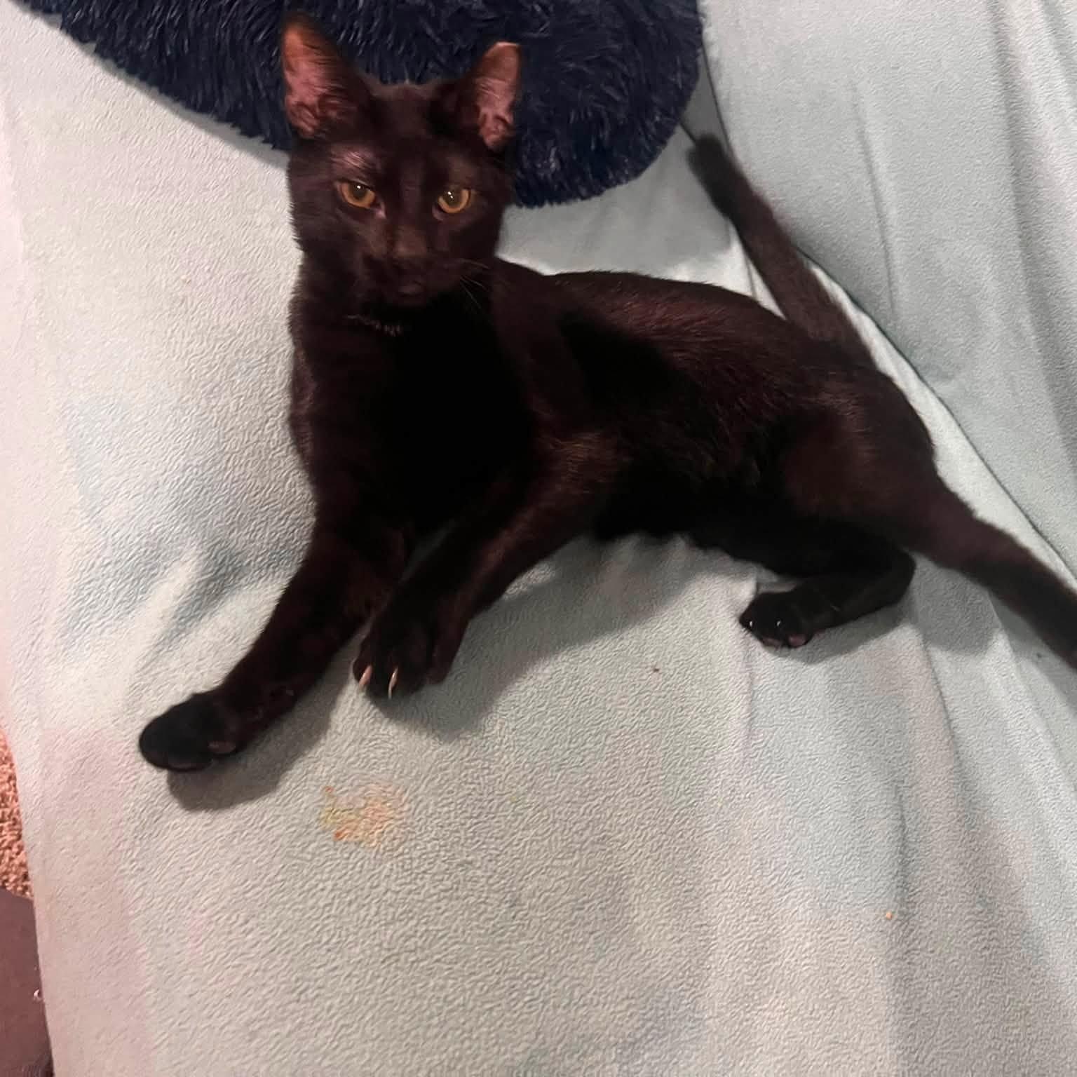 Enlarge Mr. Lizzo, a Adopted Domestic Short Hair in Cleveland, OH image 3/4