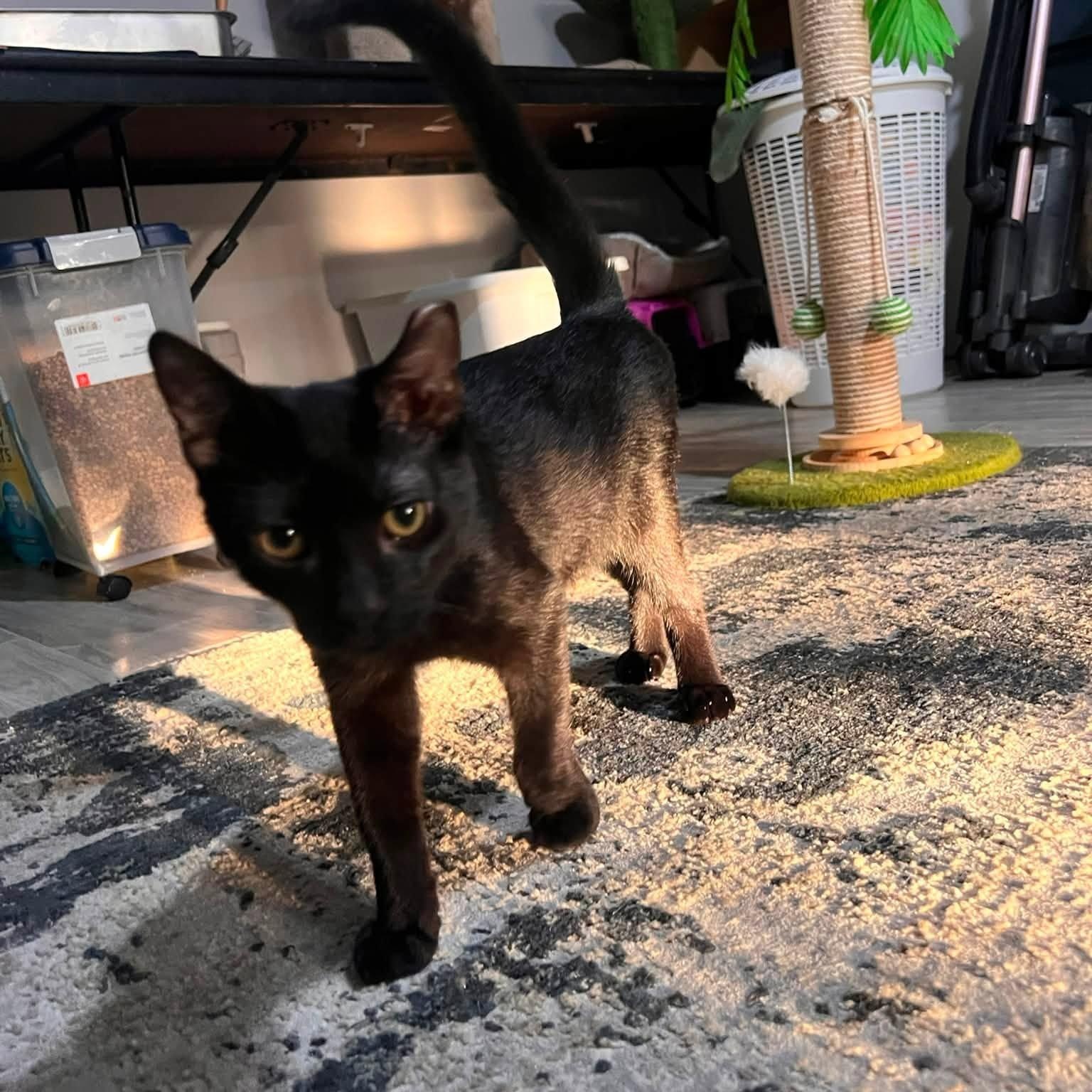 Enlarge Mr. Lizzo, a Adopted Domestic Short Hair in Cleveland, OH image 4/4