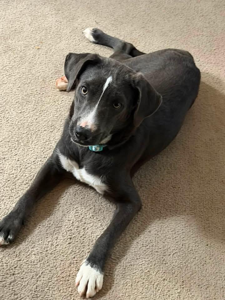 Enlarge Felipa, a Adoptable mixed breed in Caldwell, TX image 2/3