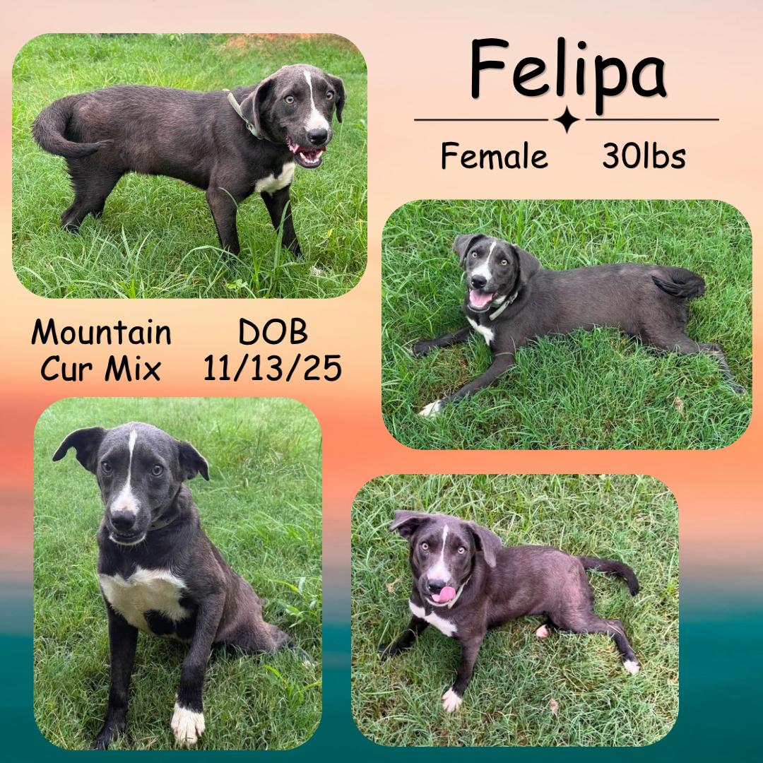 Enlarge Felipa, a Adoptable mixed breed in Caldwell, TX image 1/3