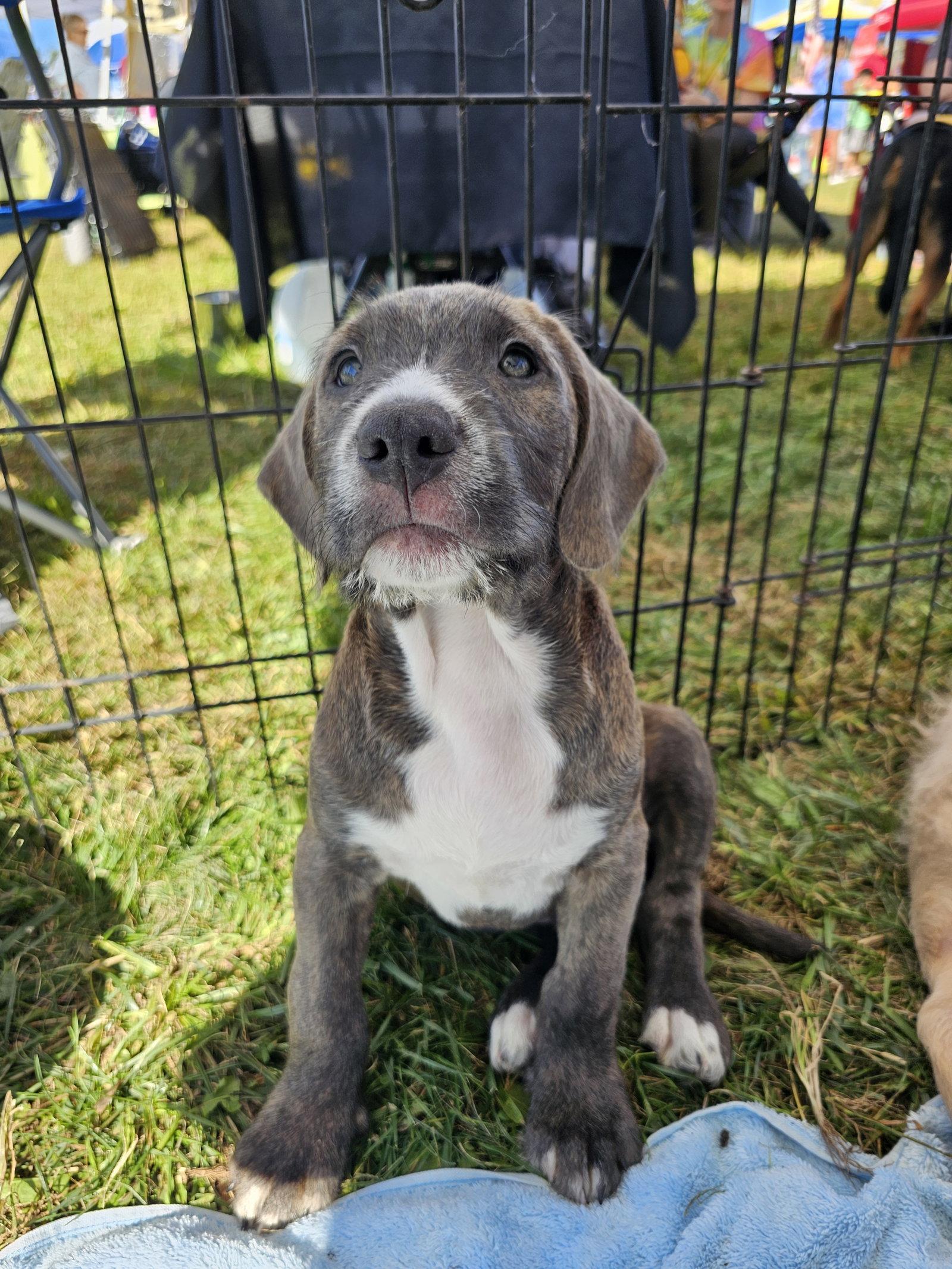 Goblin PA, Adopted, Young Male Labrador Retriever & Terrier.