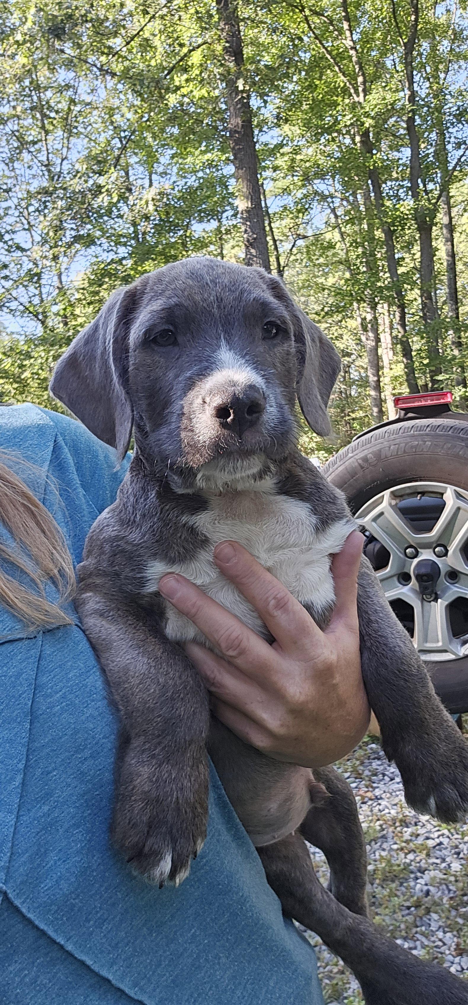 Goblin PA, a Adopted mixed breed in Rockaway, NJ image 2/2