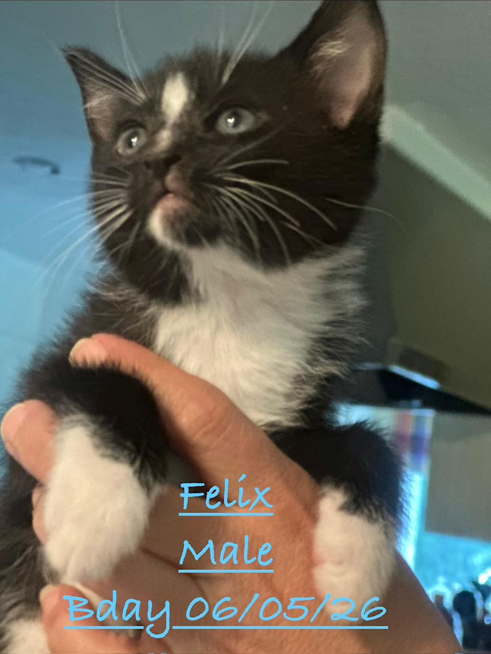 Felix, ADOPTABLE, Kitten Male Domestic Short Hair.