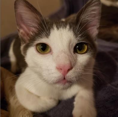 Enlarge Bo, a Adoptable Domestic Short Hair in Los Angeles, CA image 1/2