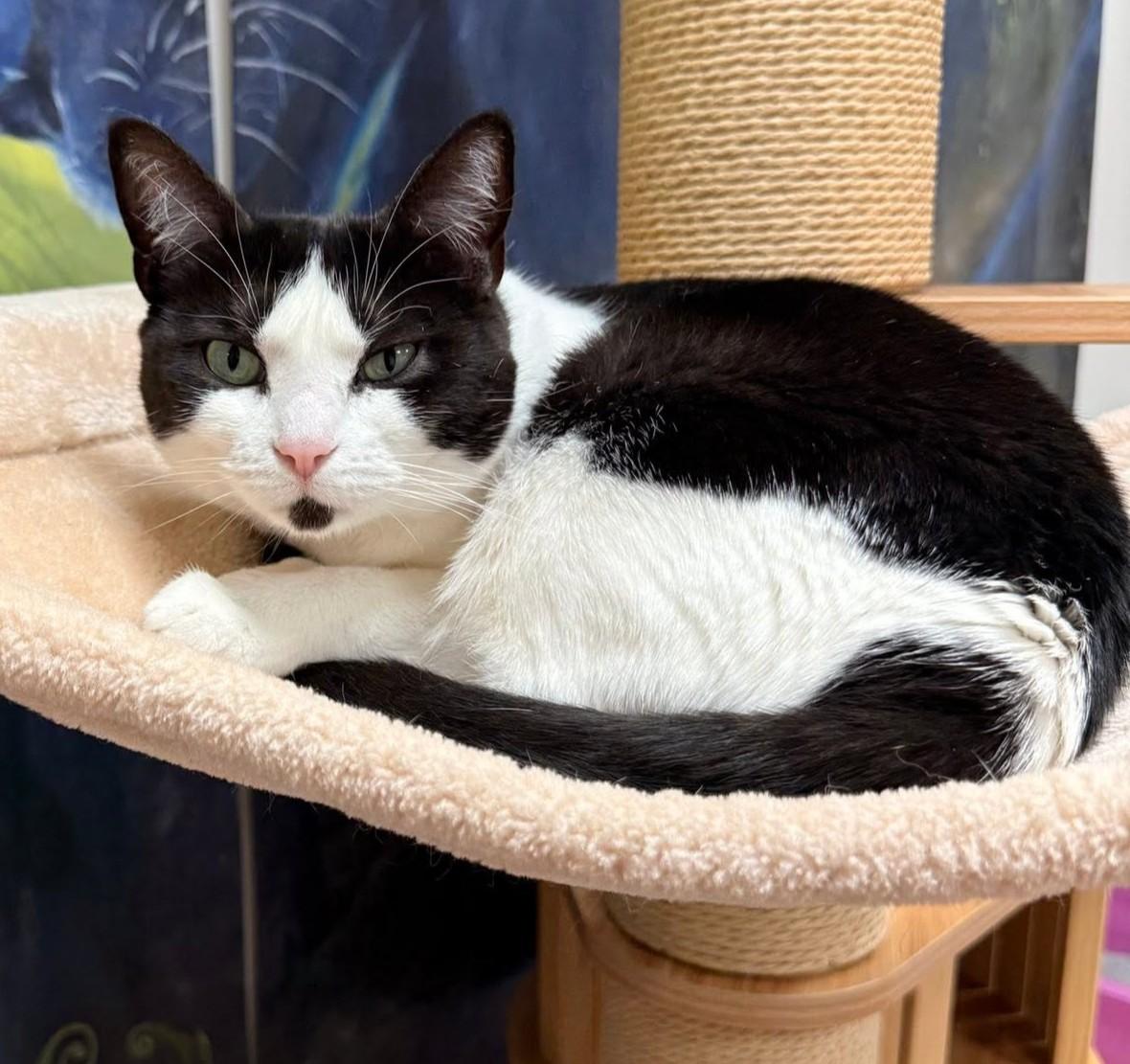 Enlarge Vacita, a Adoptable Domestic Short Hair in Grand Rapids, MI image 3/6