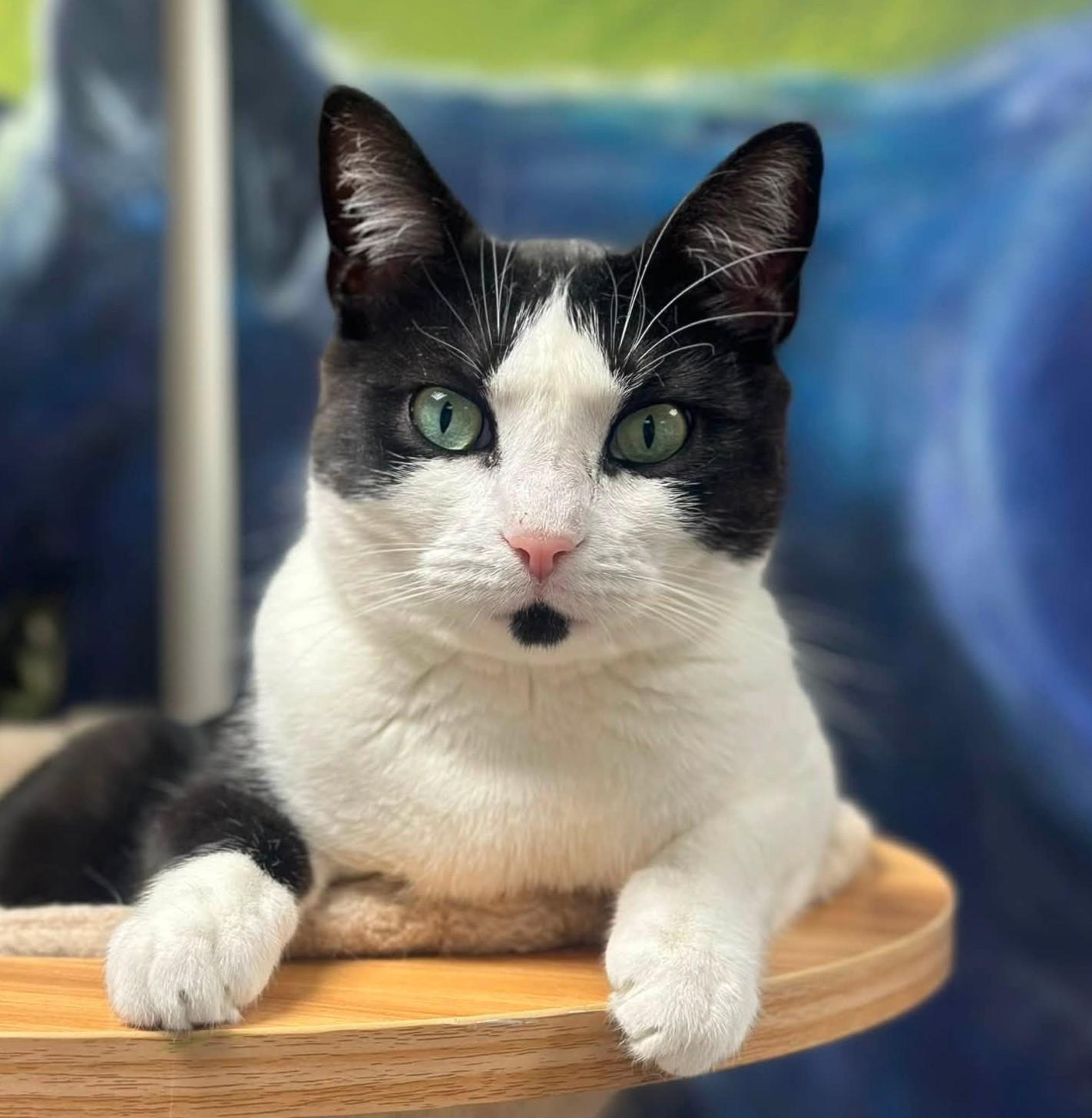 Vacita, Adoptable, Adult Female Domestic Short Hair.