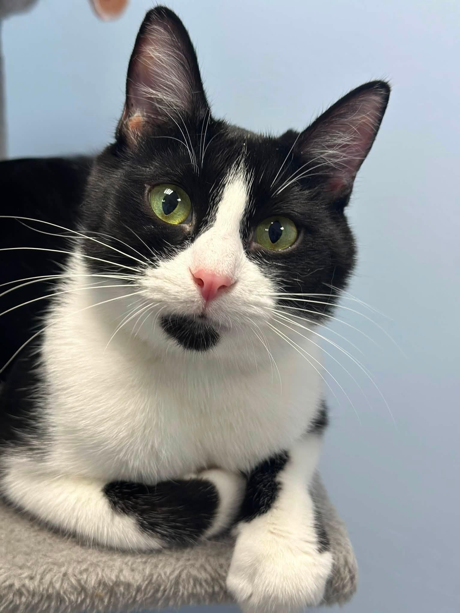 Enlarge Vacita, a Adoptable Domestic Short Hair in Grand Rapids, MI image 2/6
